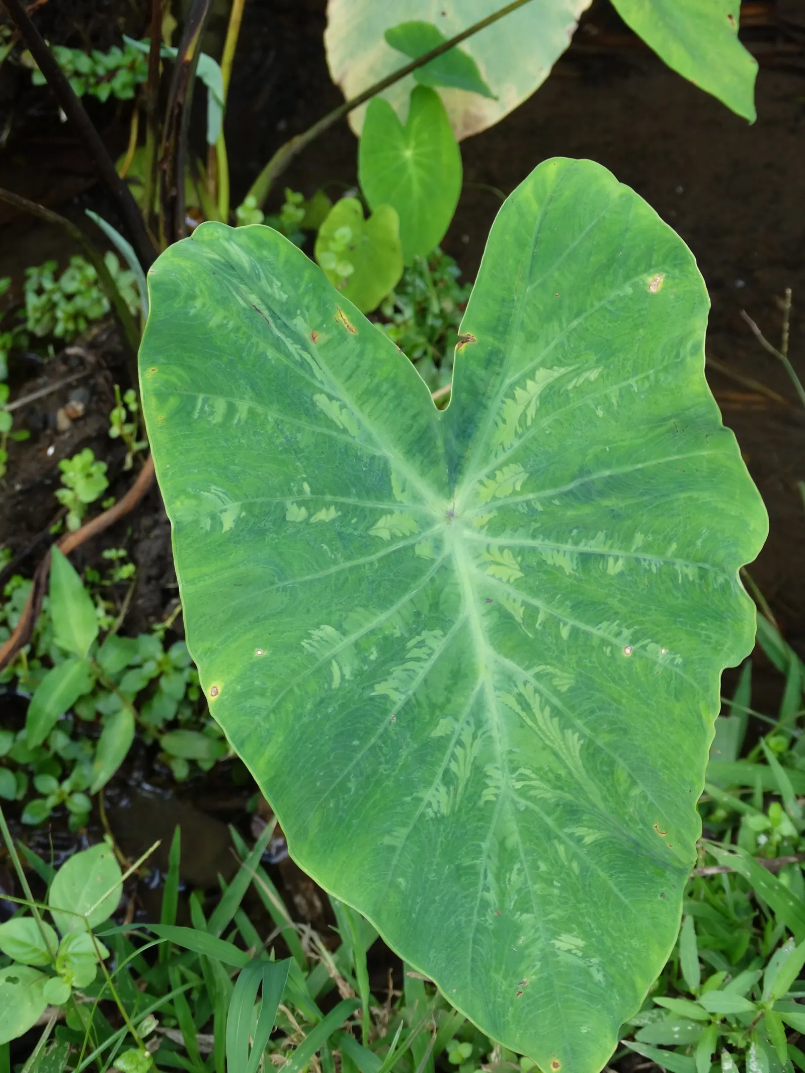 Taro (Colocasia Esculenta) — It is recommended that the soil be rich in organic matter to support its vigorous growth; it‚Äôs primarily grown for, image 53