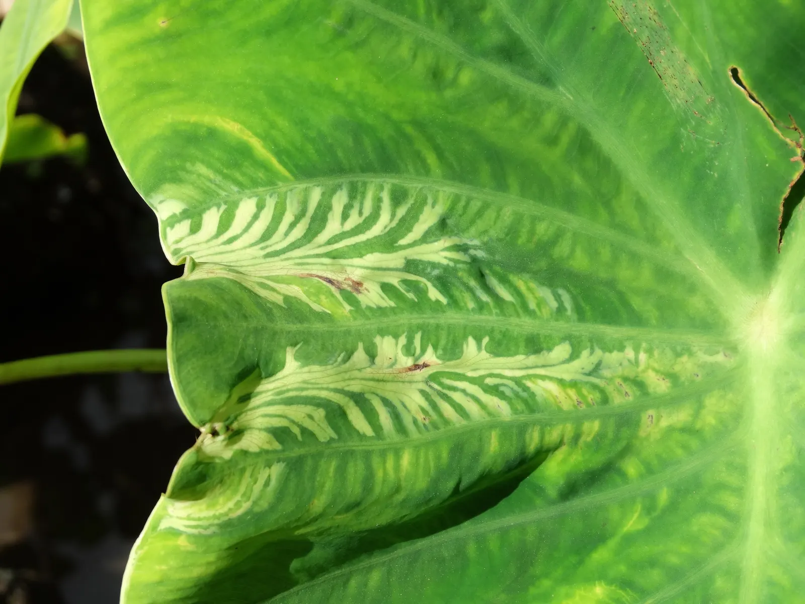 Taro (Colocasia Esculenta) — Part of the Araceae family; it is recommended that the soil be rich in organic matter to support its vigorous growth, image 48