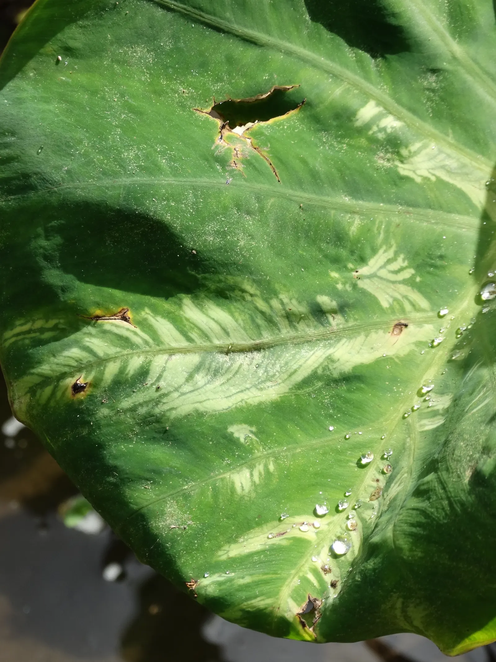 Taro (Colocasia Esculenta) — It is recommended that the soil be rich in organic matter to support its vigorous growth; it‚Äôs primarily grown for, image 39
