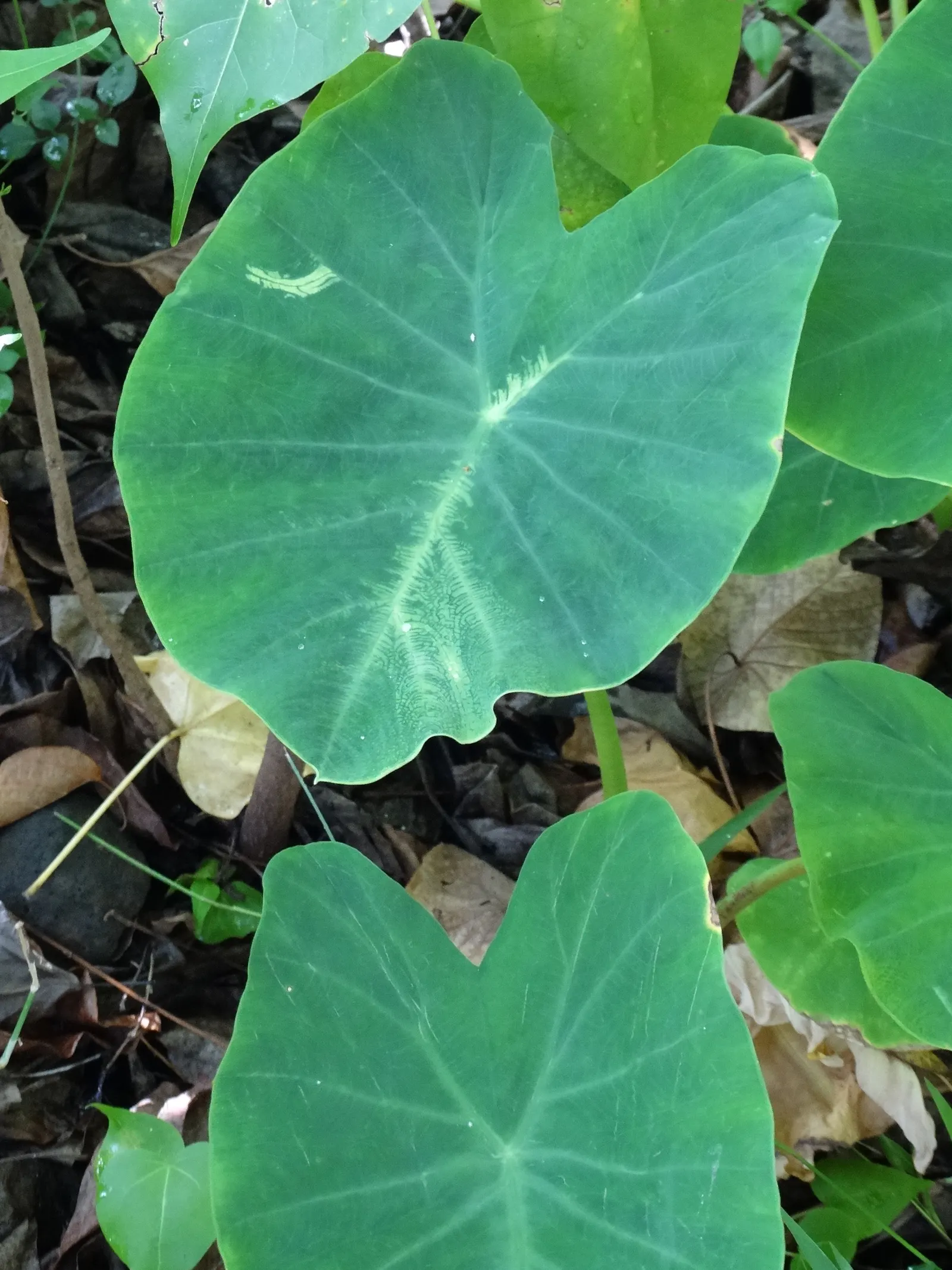 Taro (Colocasia Esculenta) — It‚Äôs primarily grown for its ornamental value and edible corms, a staple in many cuisines; it is recommended that, image 60