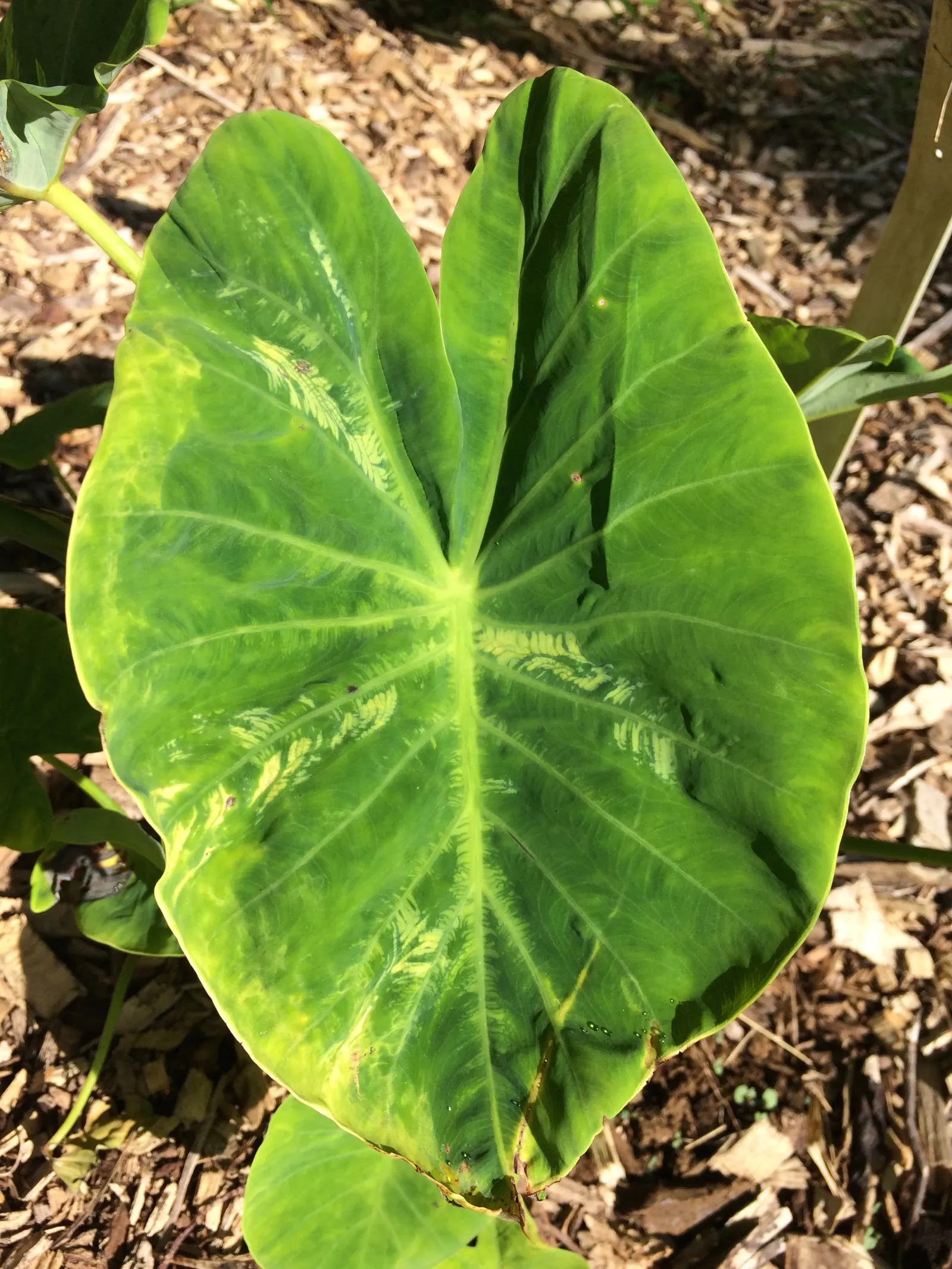 Taro (Colocasia Esculenta) — shrub with green and multi-colored and white blooms; it‚Äôs primarily grown for its ornamental value and edible corms, a staple in