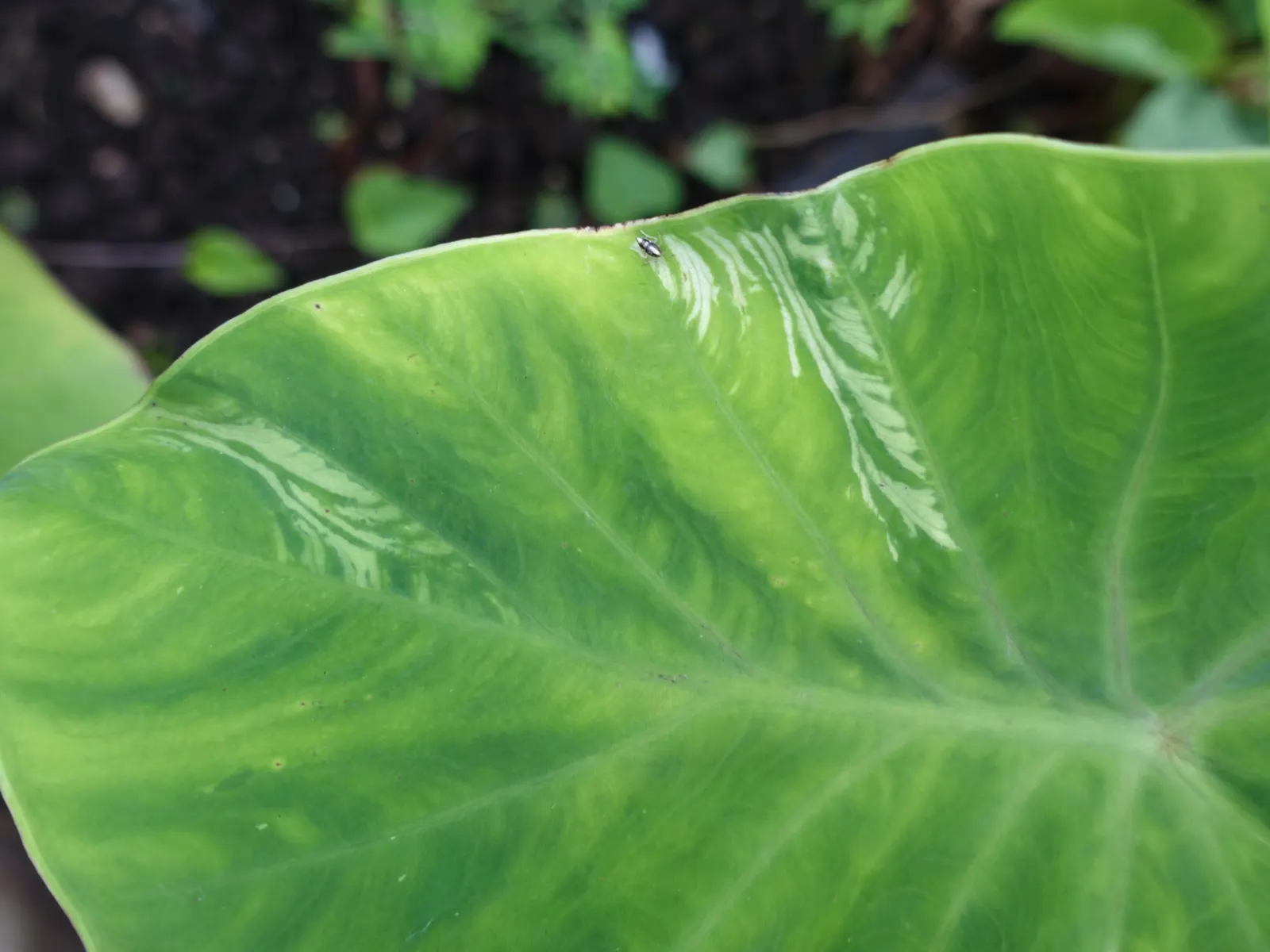 Taro (Colocasia Esculenta) — Part of the Araceae family; it is recommended that the soil be rich in organic matter to support its vigorous growth, image 62
