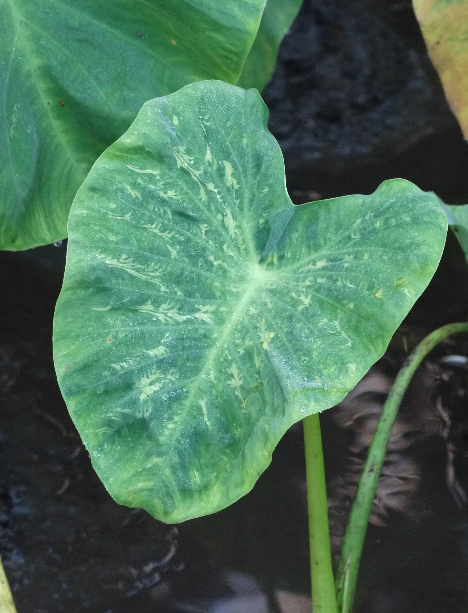 Taro (Colocasia Esculenta) — Thriving in USDA zones 8-11, it prefers moist, well-drained soil and partial shade; it is recommended that the soil be, image 58