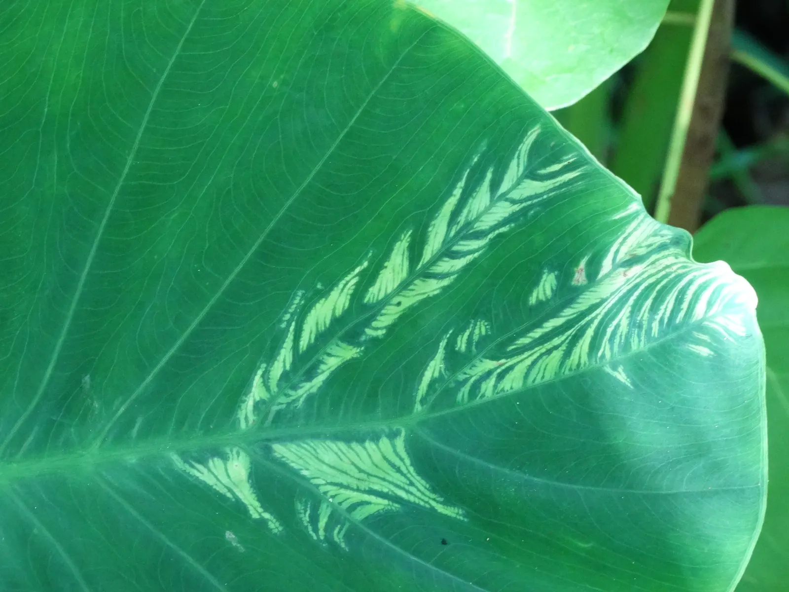 Taro (Colocasia Esculenta) — It‚Äôs primarily grown for its ornamental value and edible corms, a staple in many cuisines; it is recommended that, image 102