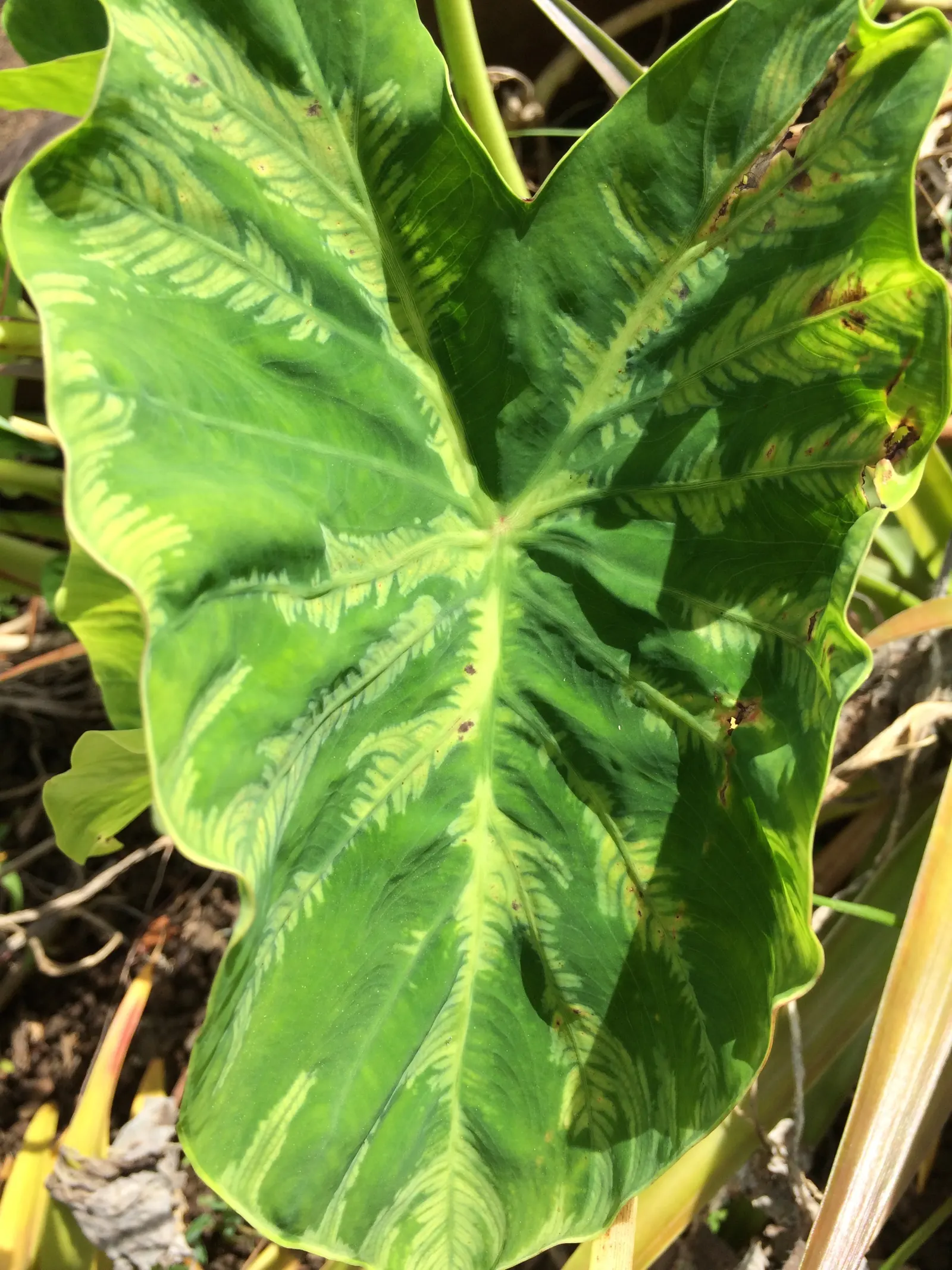 Taro (Colocasia Esculenta) — heart-shaped leaves which can grow up to 2 feet long; it‚Äôs primarily grown for its ornamental value and edible, image 99