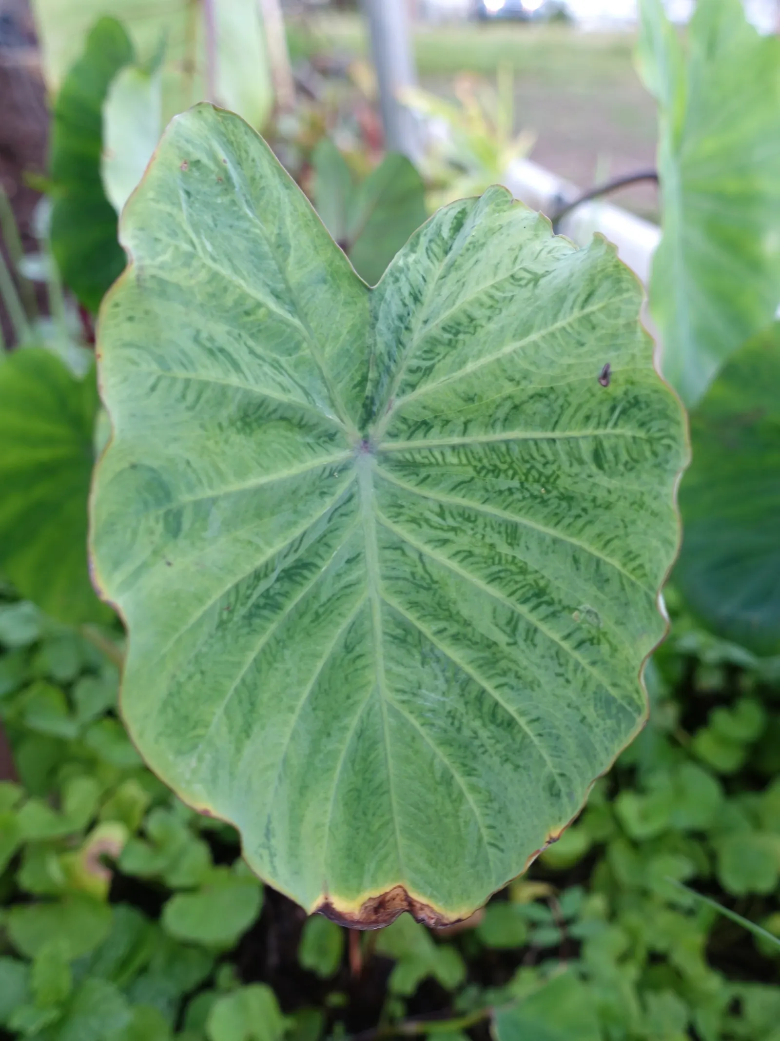 Taro (Colocasia Esculenta) — Thriving in USDA zones 8-11, it prefers moist, well-drained soil and partial shade; it is recommended that the soil be, image 114