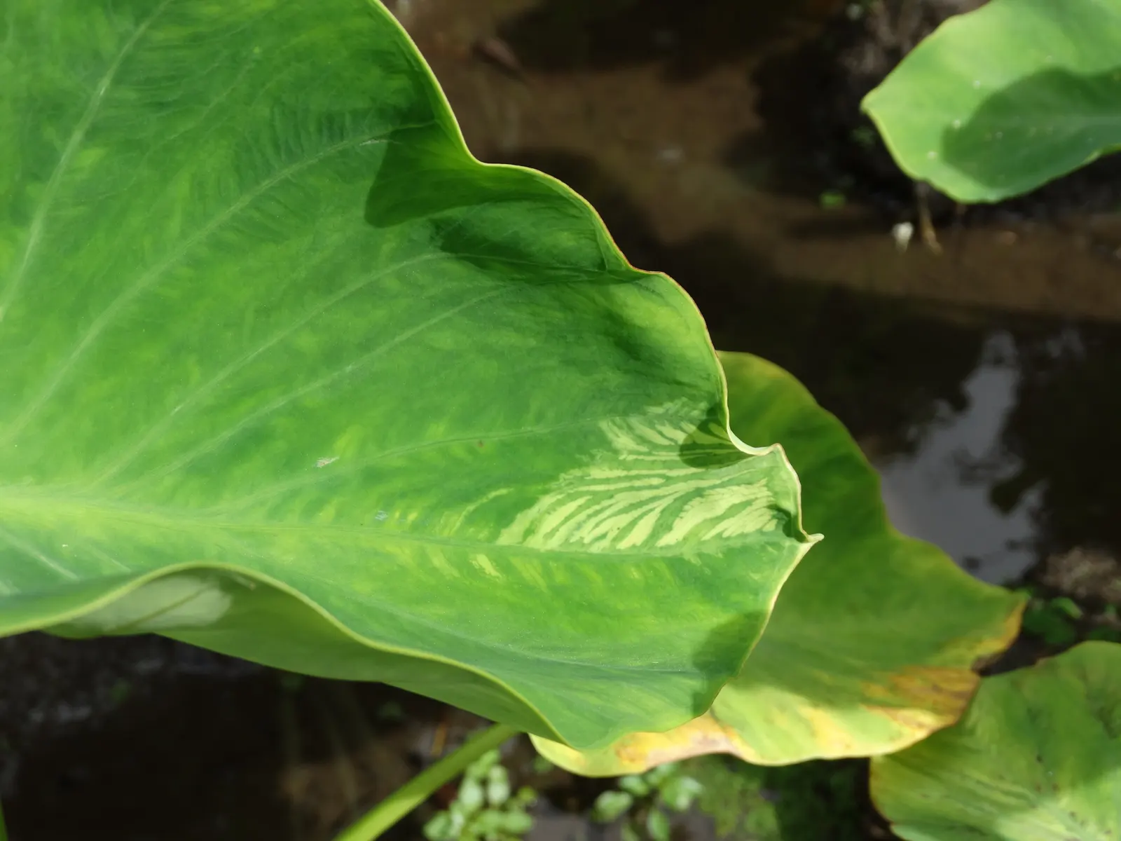 Taro (Colocasia Esculenta) — This plant thrives in USDA hardiness zones 8 to 11 and prefers partial shade to full sunlight; it‚Äôs primarily grown, image 65