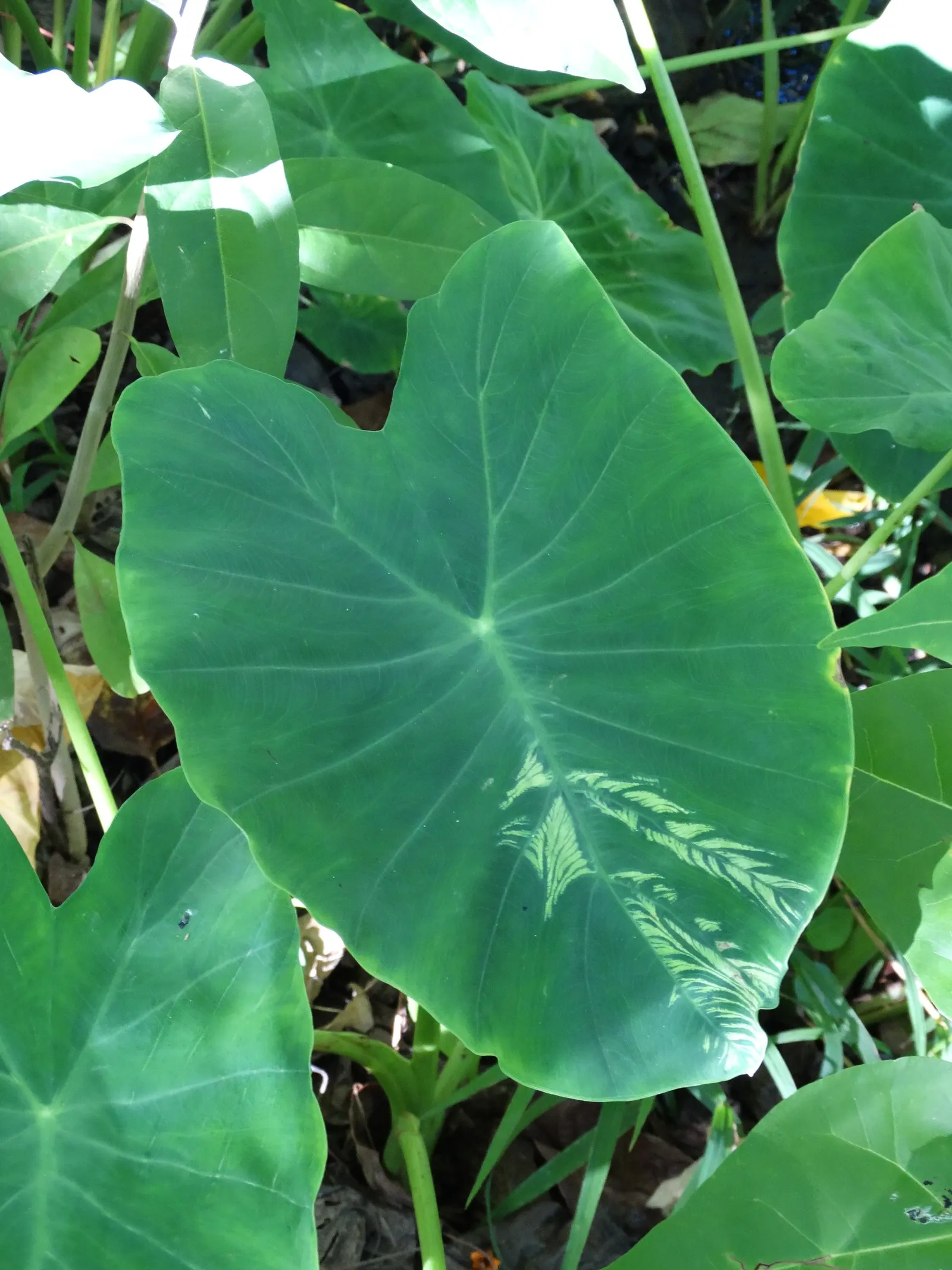 Taro (Colocasia Esculenta) — green and multi-colored and white flowers in the garden; it is recommended that the soil be rich in organic matter to support its