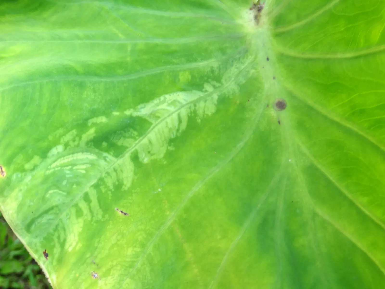 Taro (Colocasia Esculenta) — Thriving in USDA zones 8-11, it prefers moist, well-drained soil and partial shade; it is recommended that the soil be, image 30