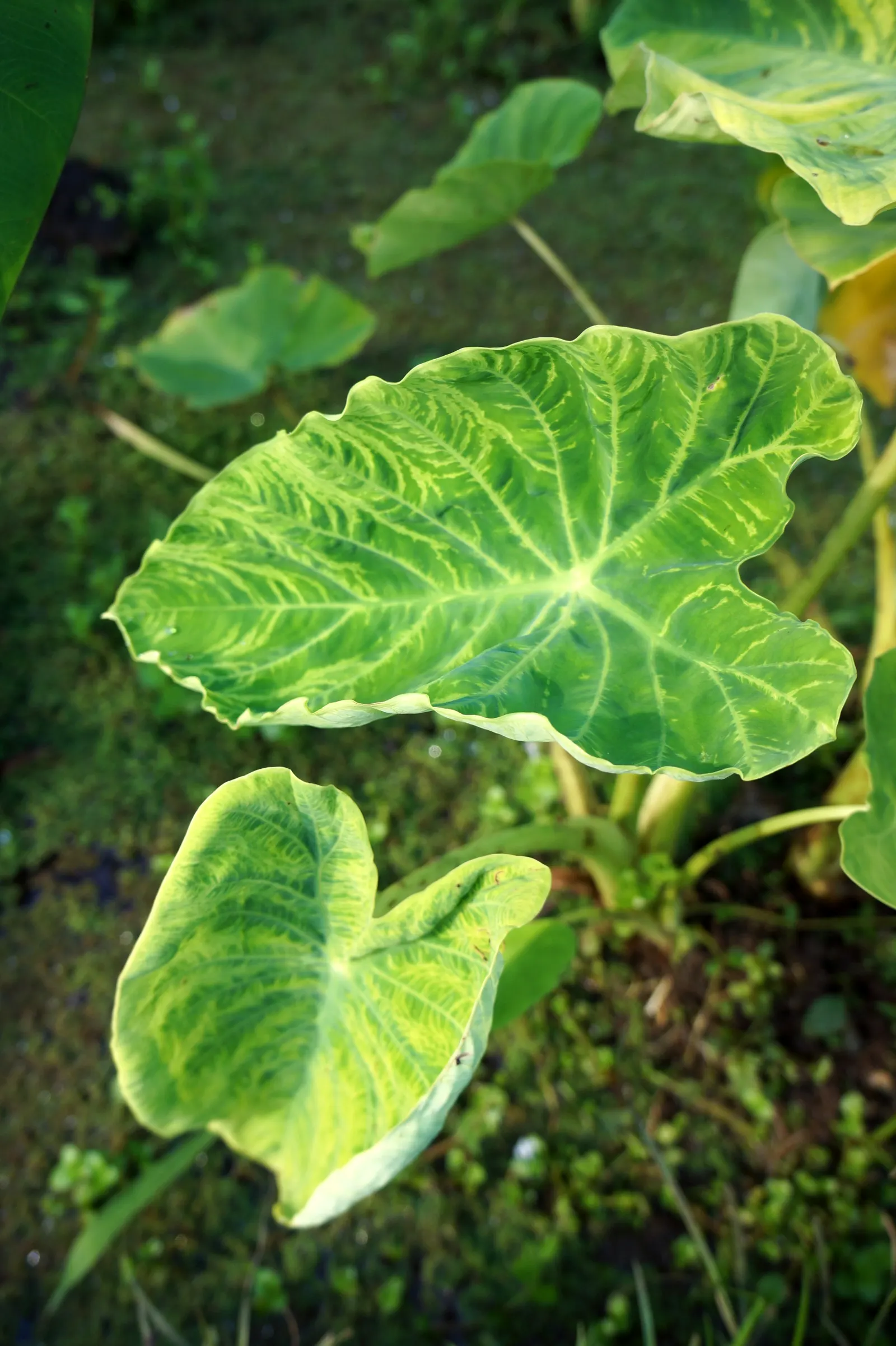 Taro (Colocasia Esculenta) — shrub with green and multi-colored and white blooms; it‚Äôs primarily grown for its ornamental value and edible corms, image 97