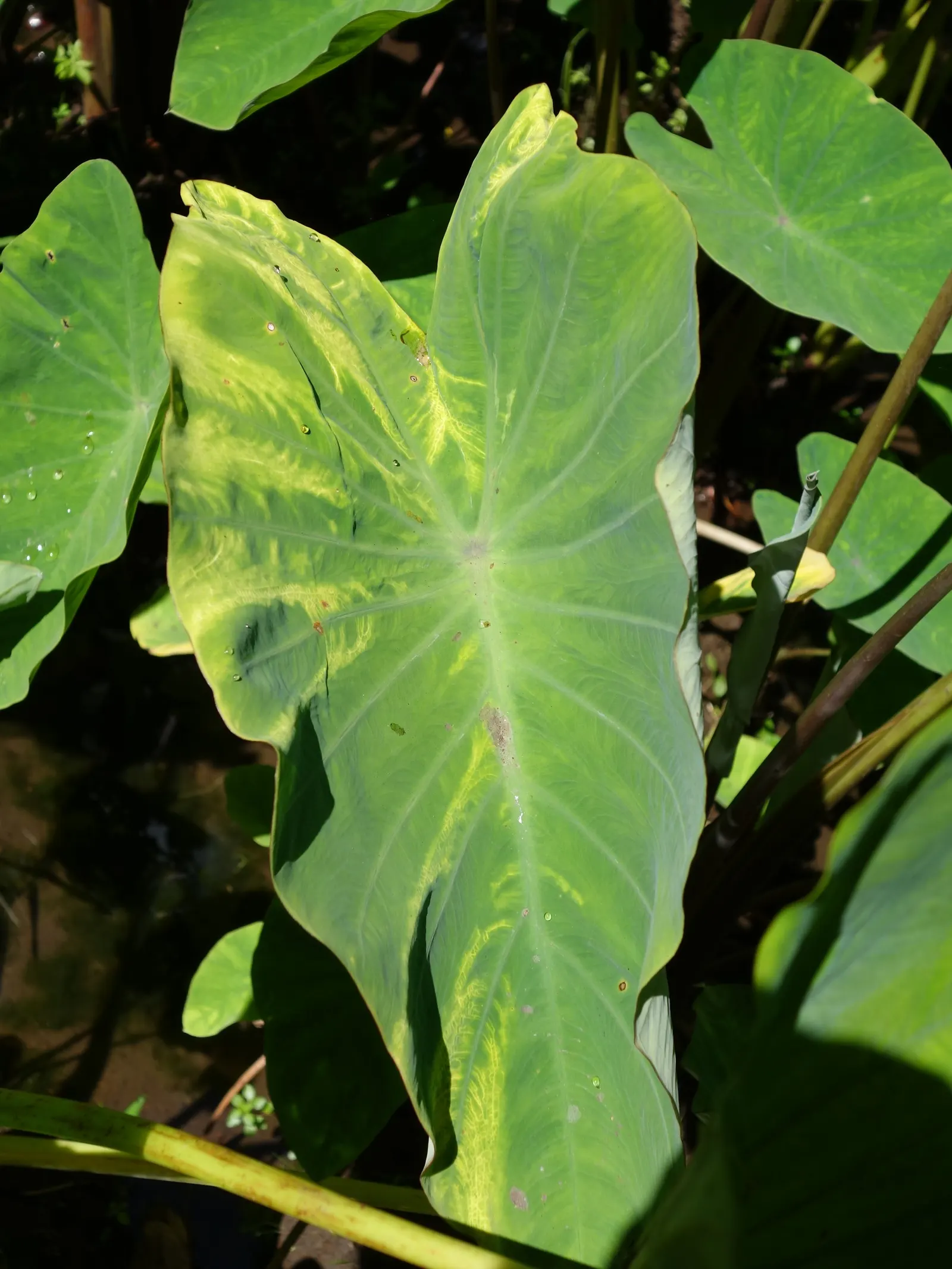 Taro (Colocasia Esculenta) — Taro reaches a mature height of 3-6 feet with a 2-4 feet spread, adding a lush, dramatic effect; it‚Äôs primarily, image 45