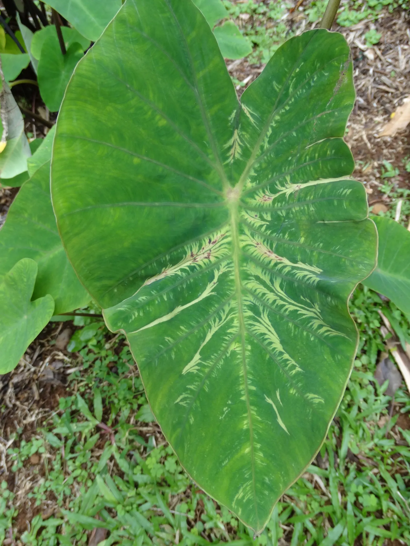 Taro (Colocasia Esculenta) — Part of the Araceae family; it is recommended that the soil be rich in organic matter to support its vigorous growth, image 118