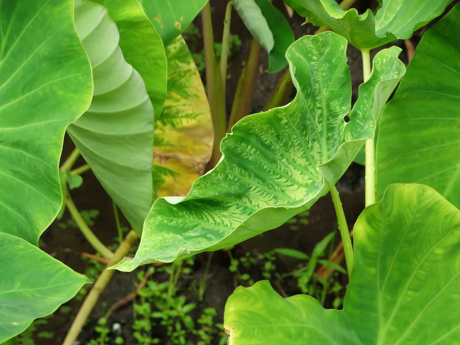 Taro (Colocasia Esculenta) — Thriving in USDA zones 8-11, it prefers moist, well-drained soil and partial shade; it is recommended that the soil be rich in