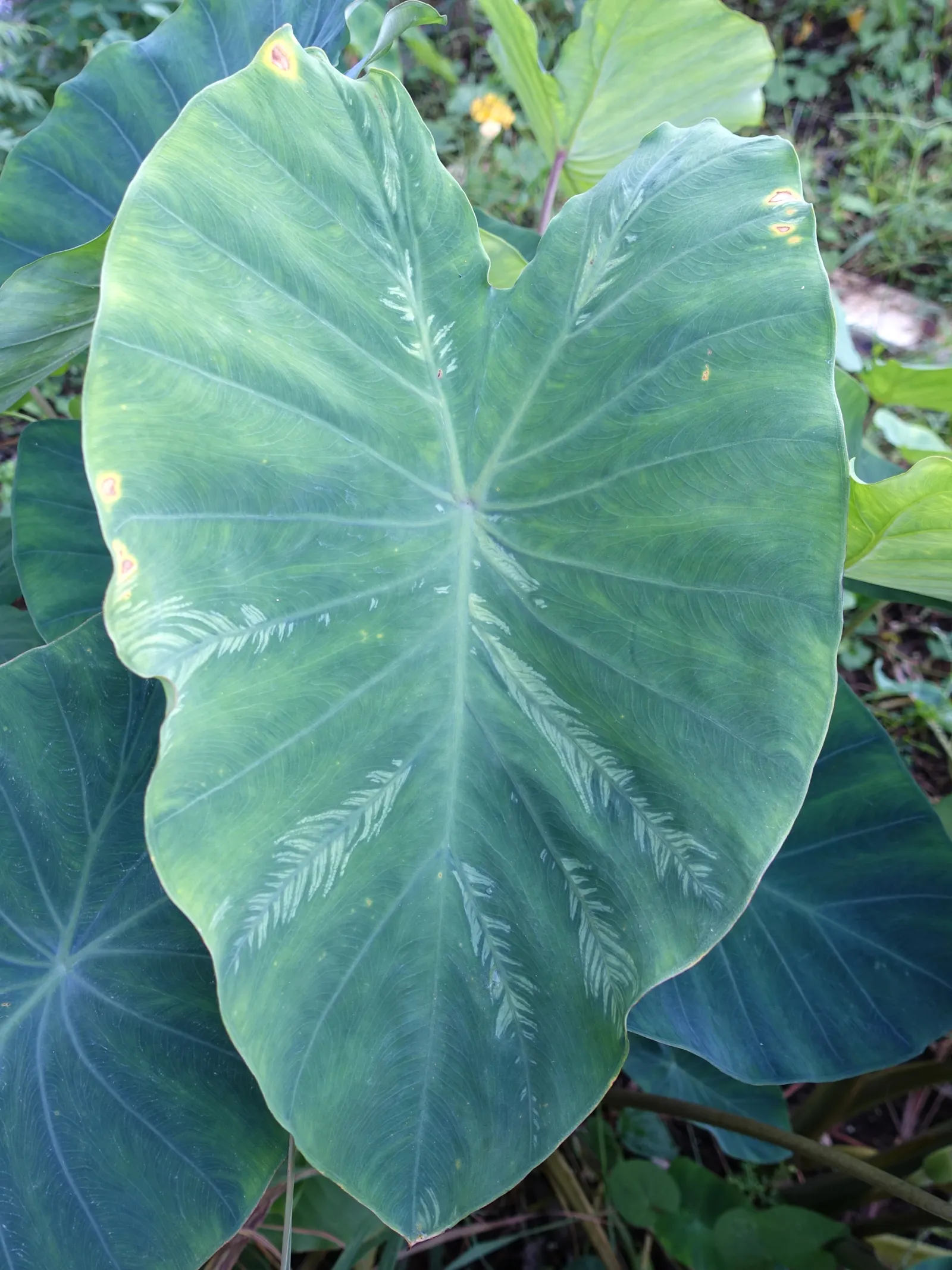 Taro (Colocasia Esculenta) — Thriving in USDA zones 8-11, it prefers moist, well-drained soil and partial shade; it is recommended that the soil be, image 86