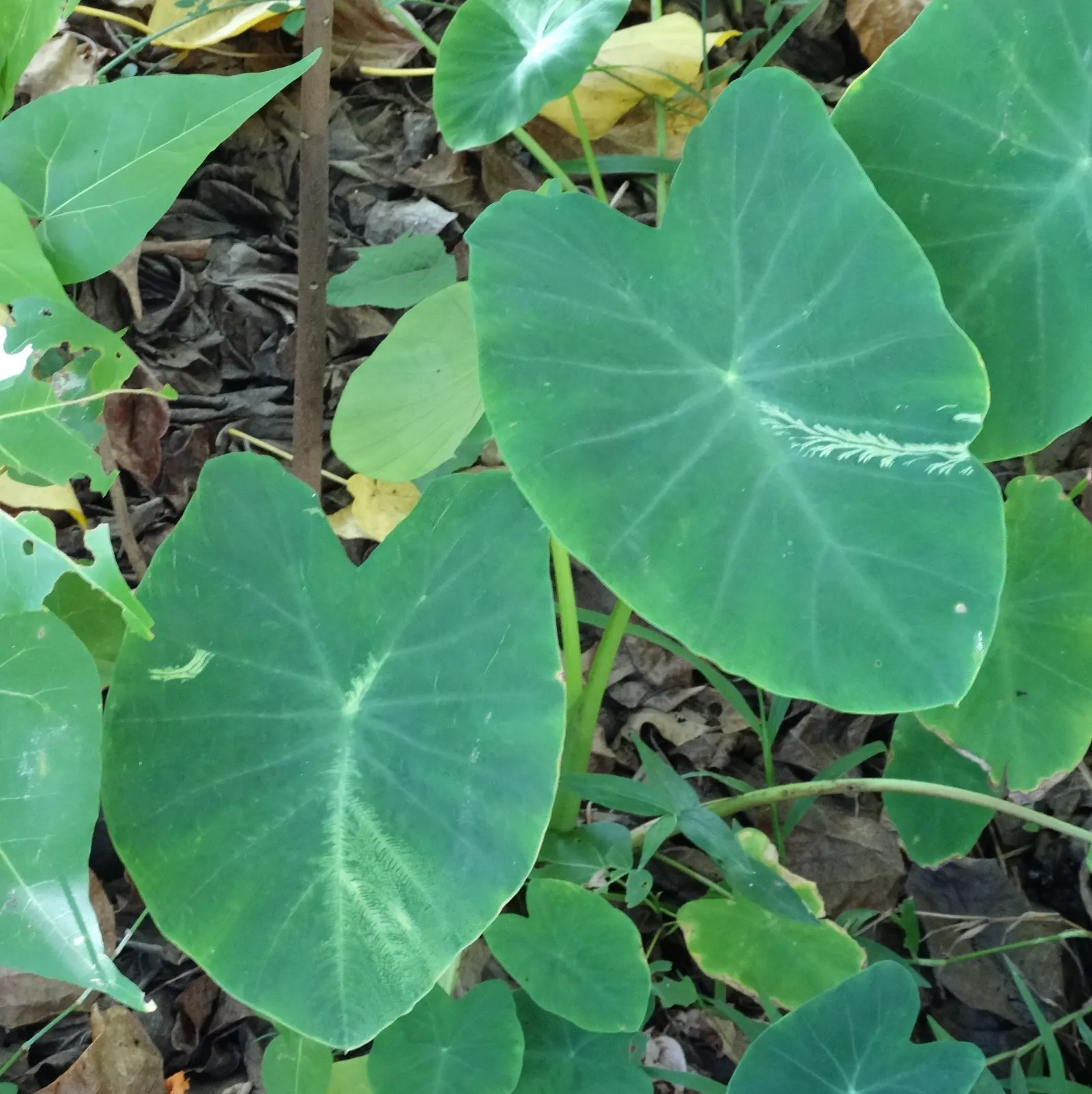 Taro (Colocasia Esculenta) — heart-shaped leaves which can grow up to 2 feet long; it‚Äôs primarily grown for its ornamental value and edible, image 71