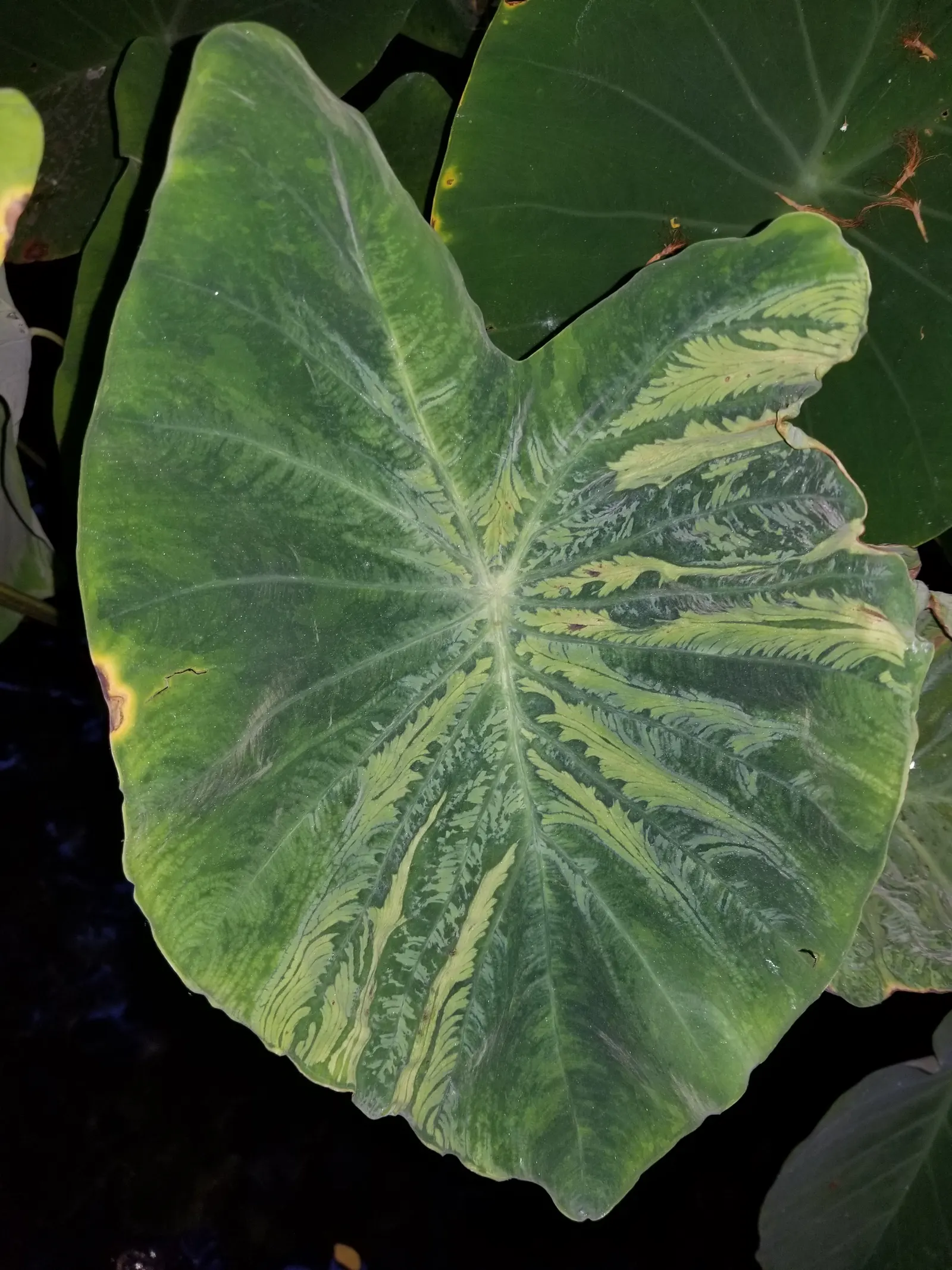Taro (Colocasia Esculenta) — which can grow up to 2 feet in length and sport a lush green hue; it‚Äôs primarily grown for its ornamental value and, image 117