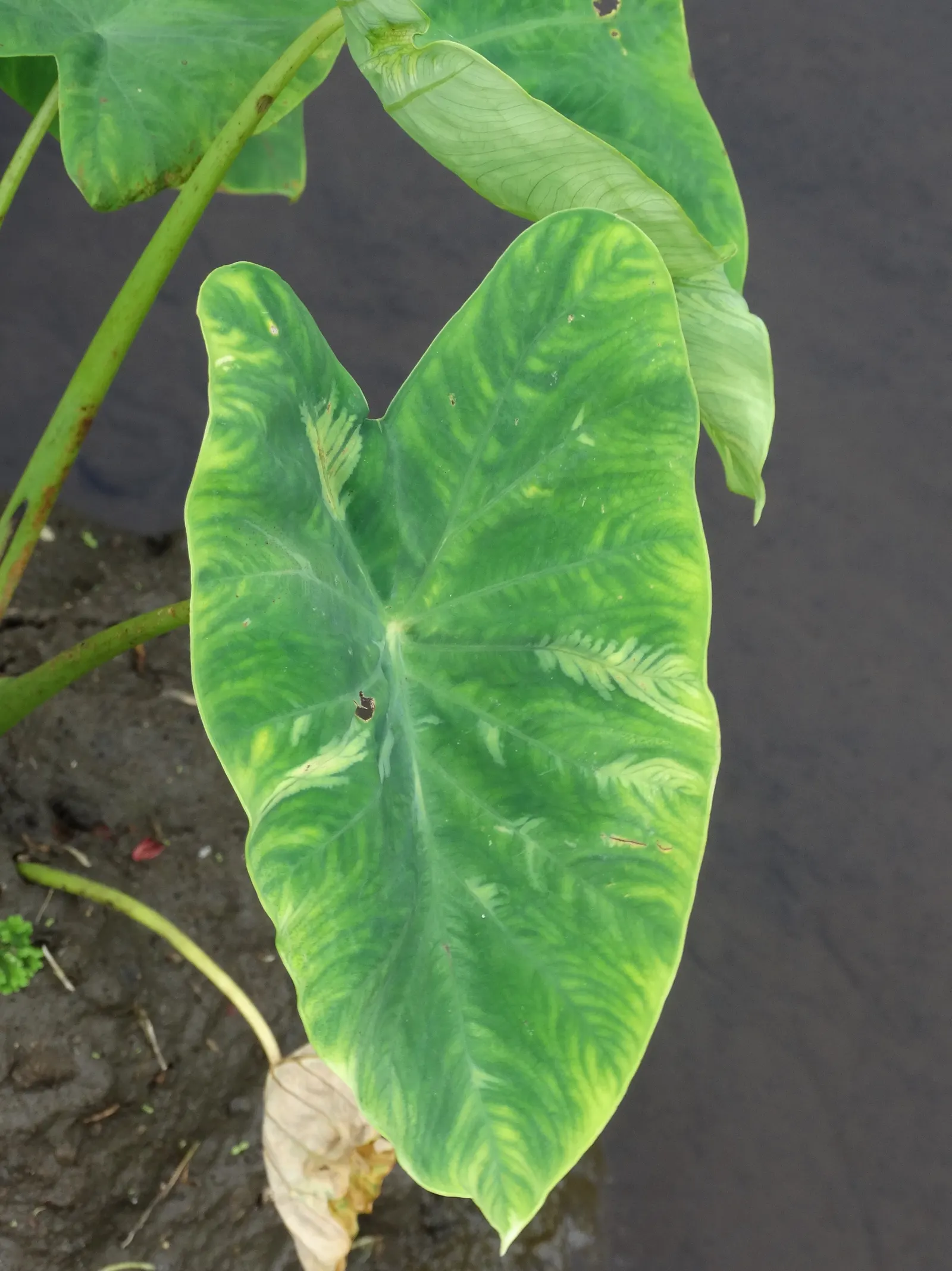 Taro (Colocasia Esculenta) — shrub with green and multi-colored and white blooms; it‚Äôs primarily grown for its ornamental value and edible corms, image 111