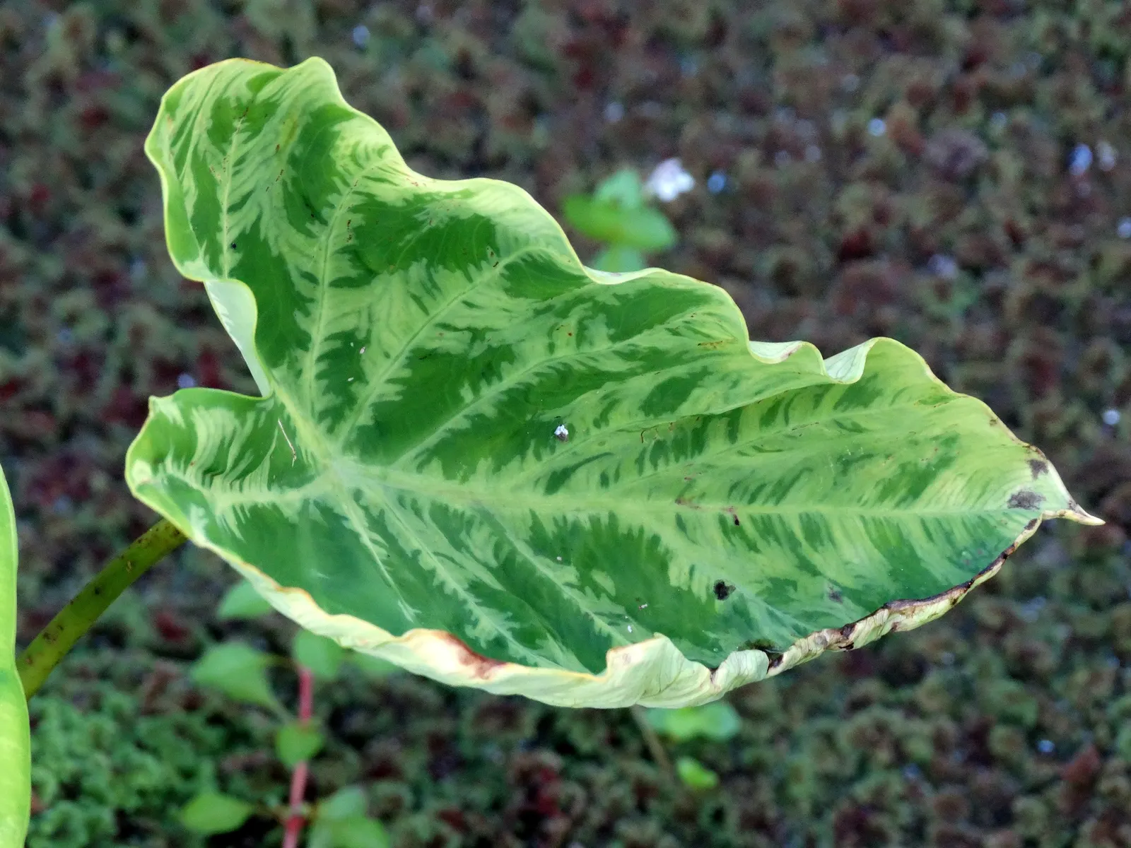 Taro (Colocasia Esculenta) — Taro reaches a mature height of 3-6 feet with a 2-4 feet spread, adding a lush, dramatic effect; it‚Äôs primarily, image 87