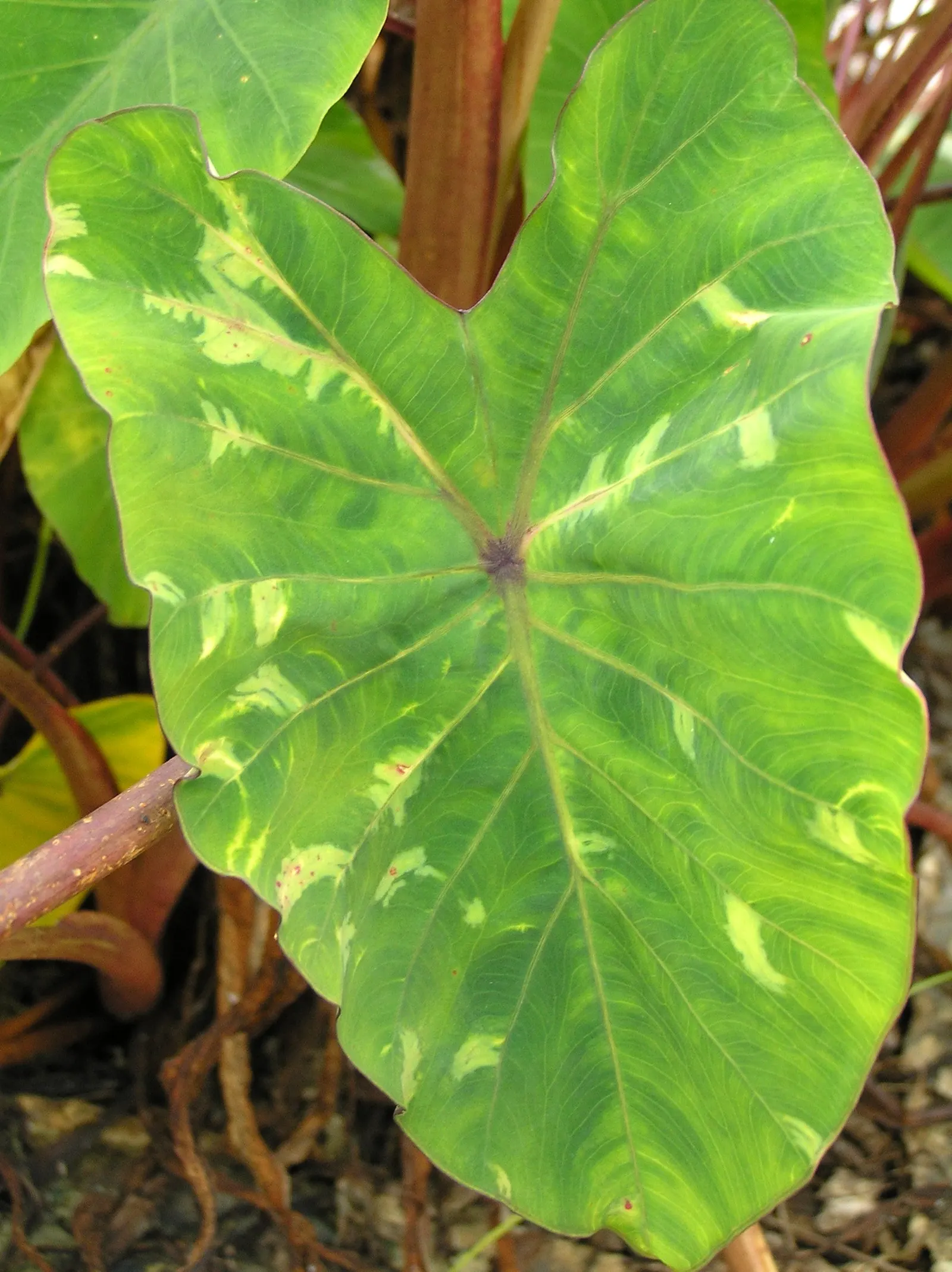 Taro (Colocasia Esculenta) — green and multi-colored and white flowers in the garden; it is recommended that the soil be rich in organic matter to, image 110