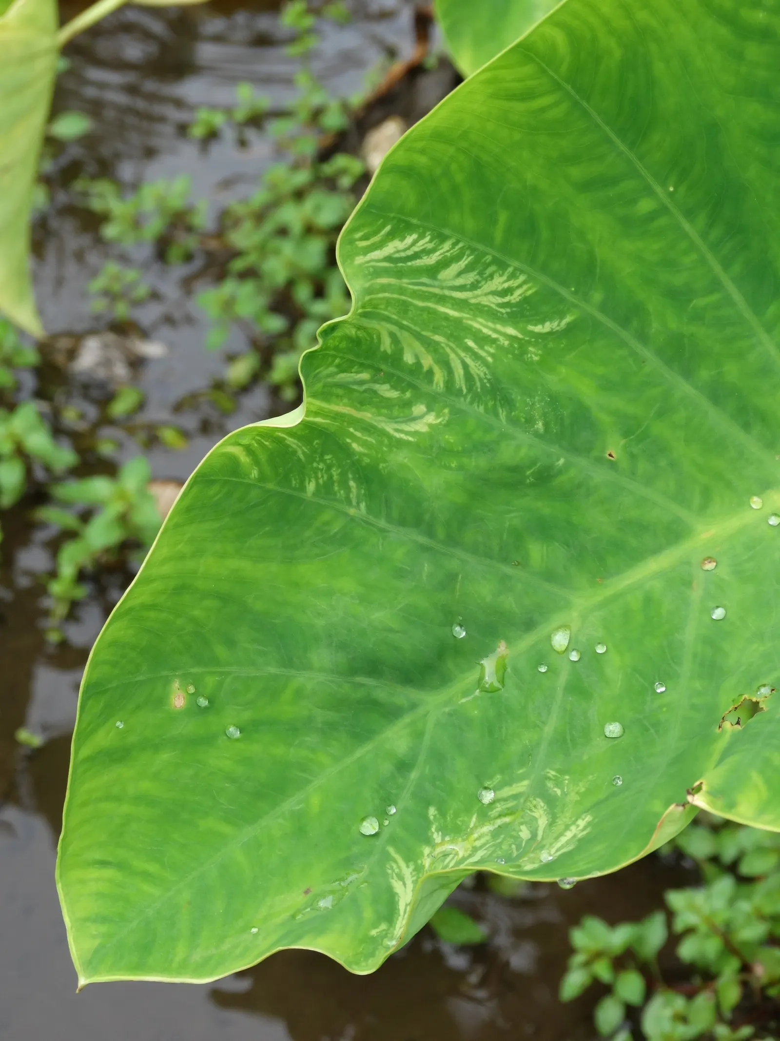 Taro (Colocasia Esculenta) — It requires a consistently moist environment; it is recommended that the soil be rich in organic matter to support its, image 94