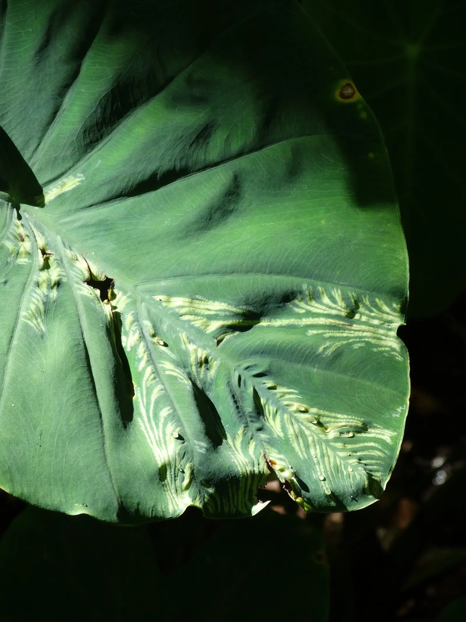 Taro (Colocasia Esculenta) — green and multi-colored and white flowers in the garden
