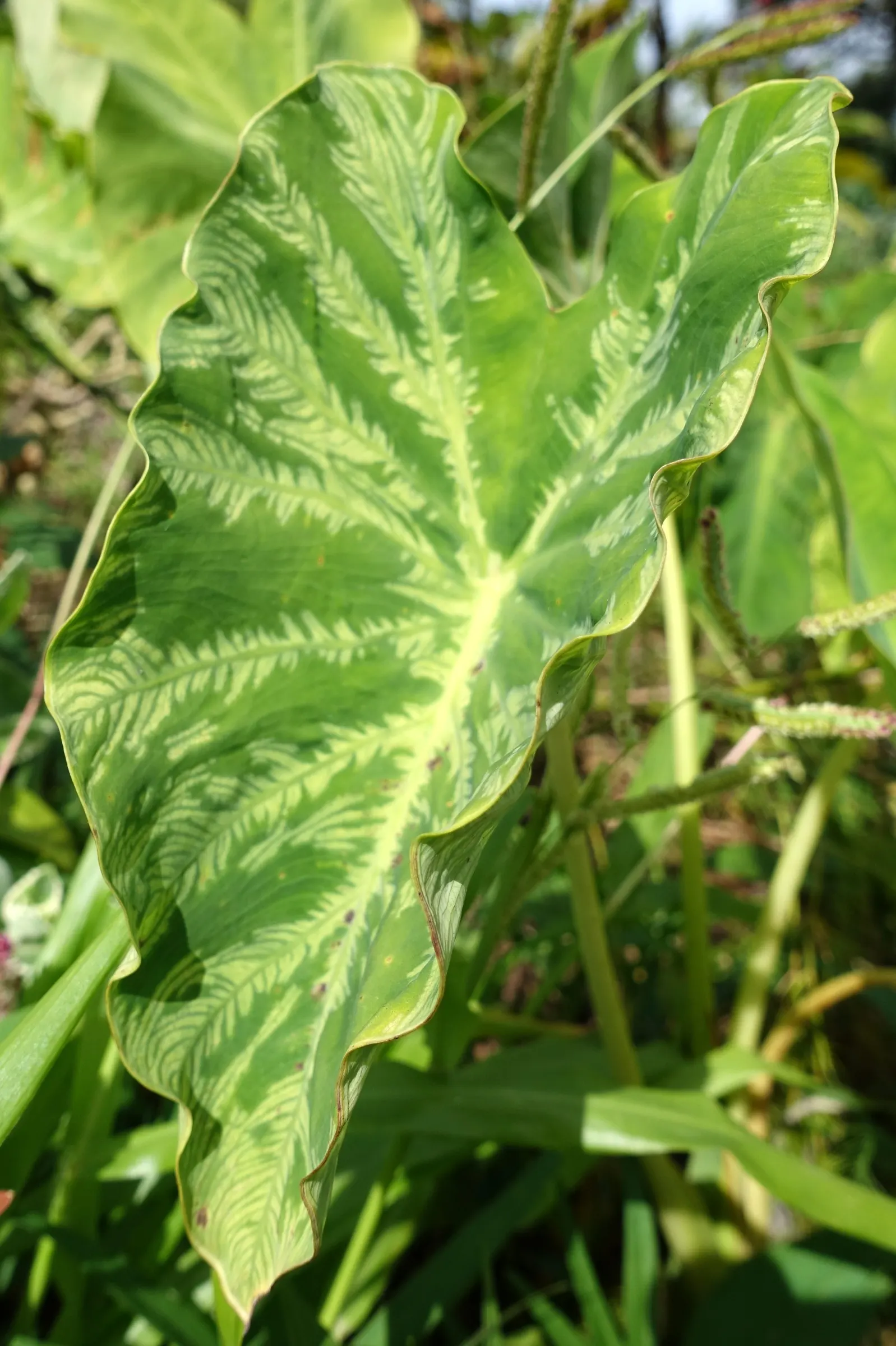 Taro (Colocasia Esculenta) — It‚Äôs primarily grown for its ornamental value and edible corms, a staple in many cuisines; it is recommended that, image 88