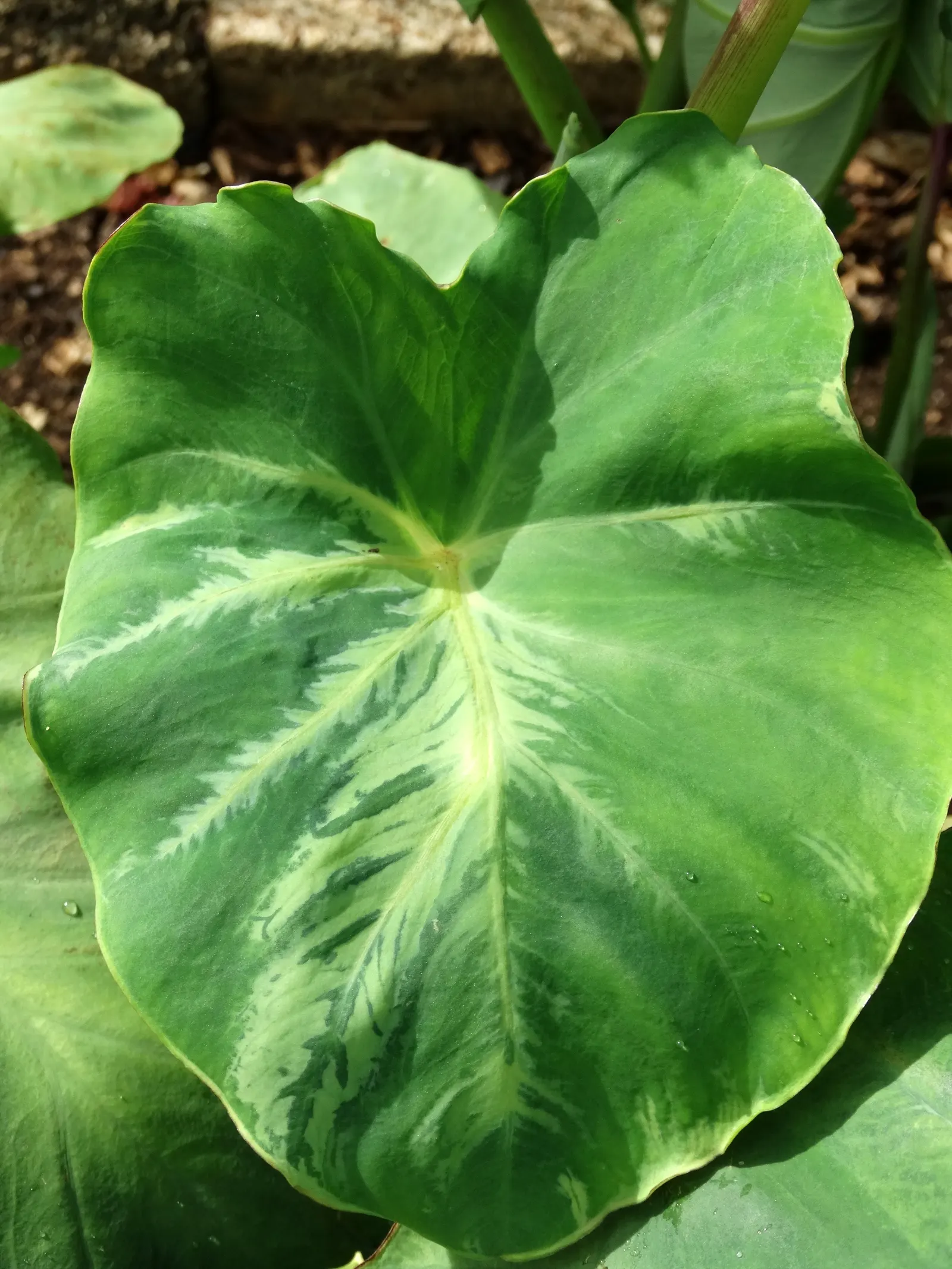 Taro (Colocasia Esculenta) — Thriving in USDA zones 8-11, it prefers moist, well-drained soil and partial shade; it is recommended that the soil be, image 72