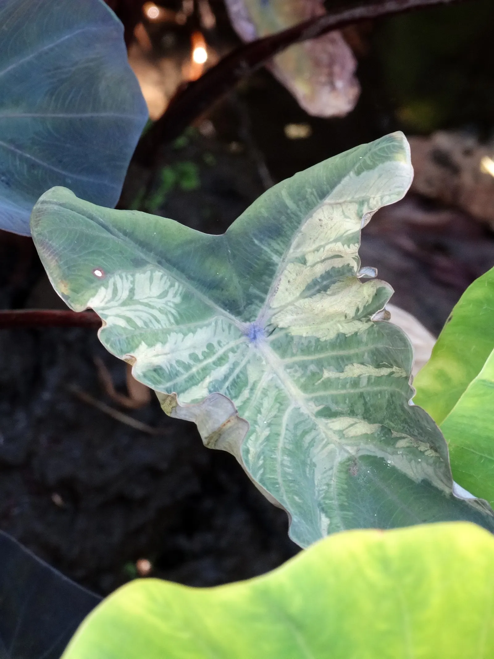 Taro (Colocasia Esculenta) — shrub with green and multi-colored and white blooms; it‚Äôs primarily grown for its ornamental value and edible corms, image 83
