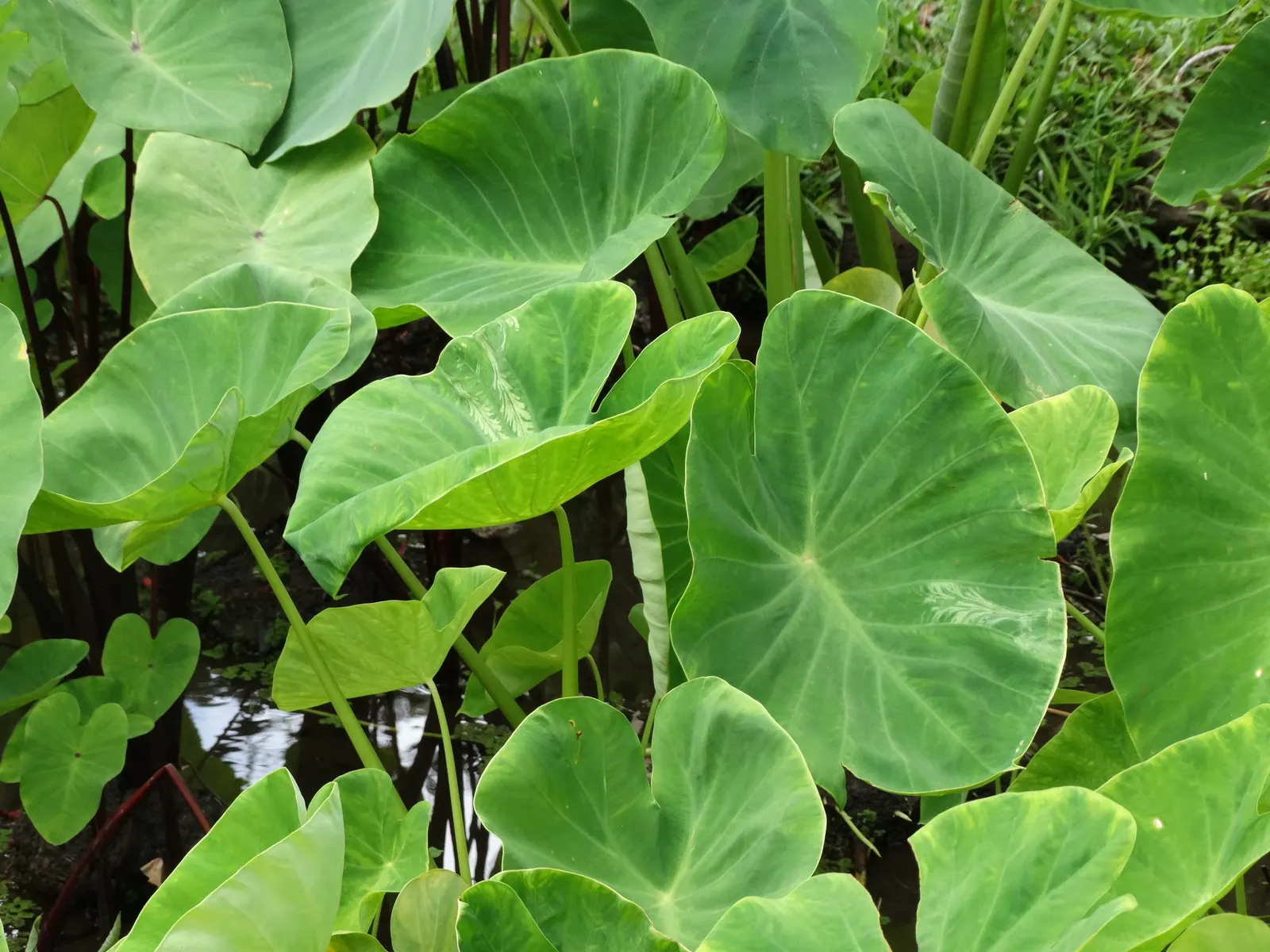 Taro (Colocasia Esculenta) — It is recommended that the soil be rich in organic matter to support its vigorous growth; it‚Äôs primarily grown for, image 95