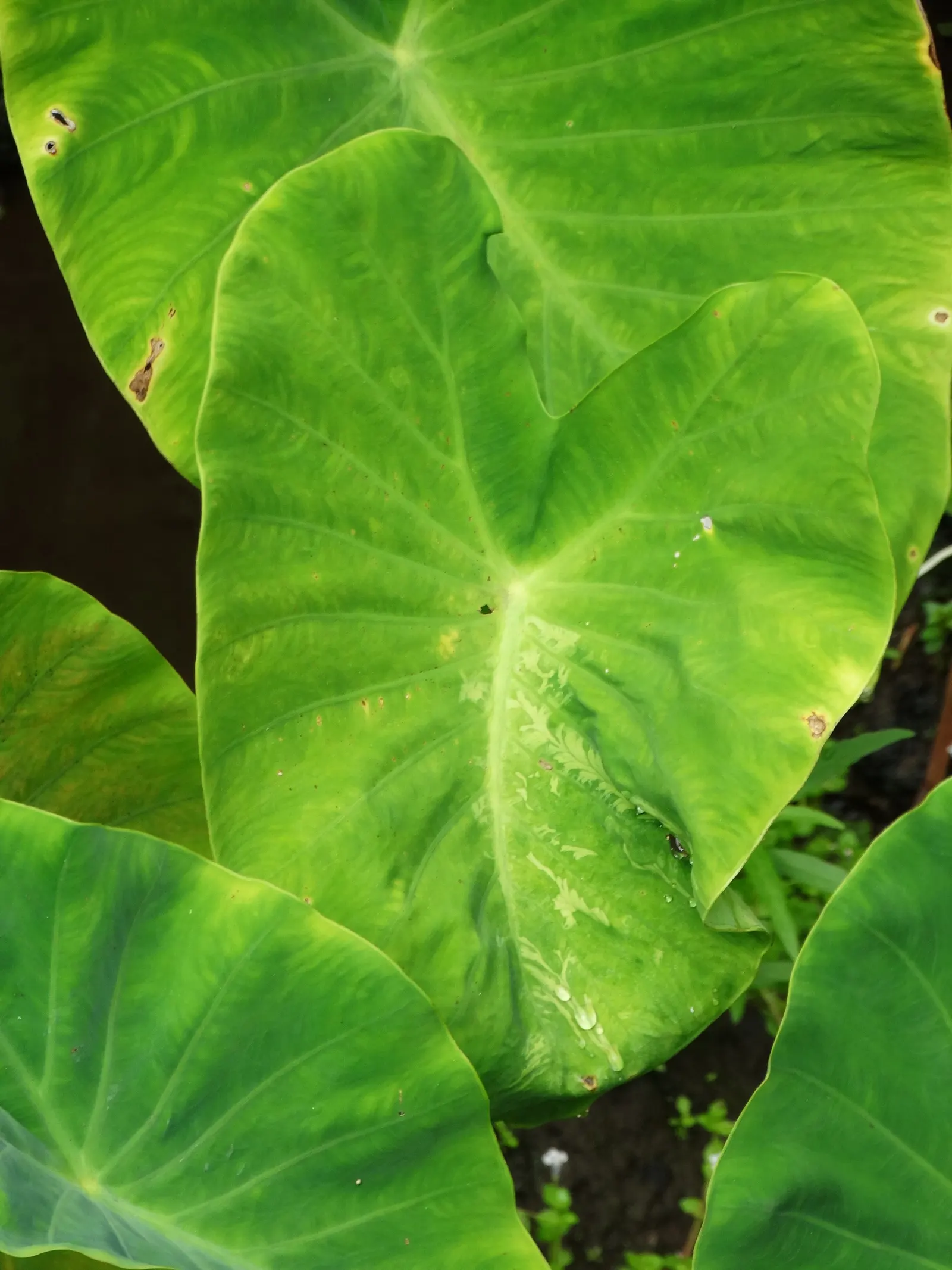 Taro (Colocasia Esculenta) — It is recommended that the soil be rich in organic matter to support its vigorous growth; it‚Äôs primarily grown for its