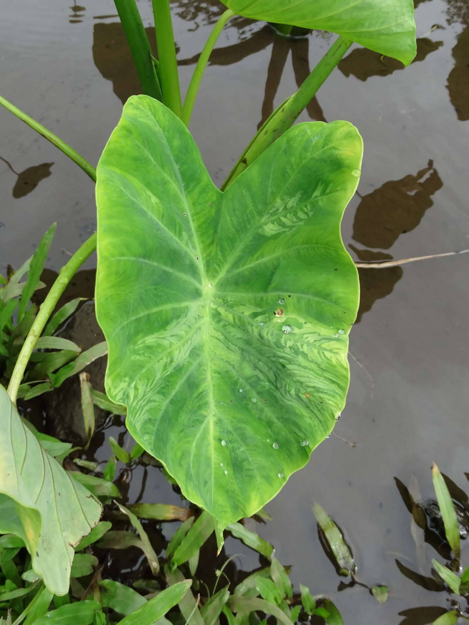Taro (Colocasia Esculenta) — green and multi-colored and white flowers in the garden; it is recommended that the soil be rich in organic matter to, image 82
