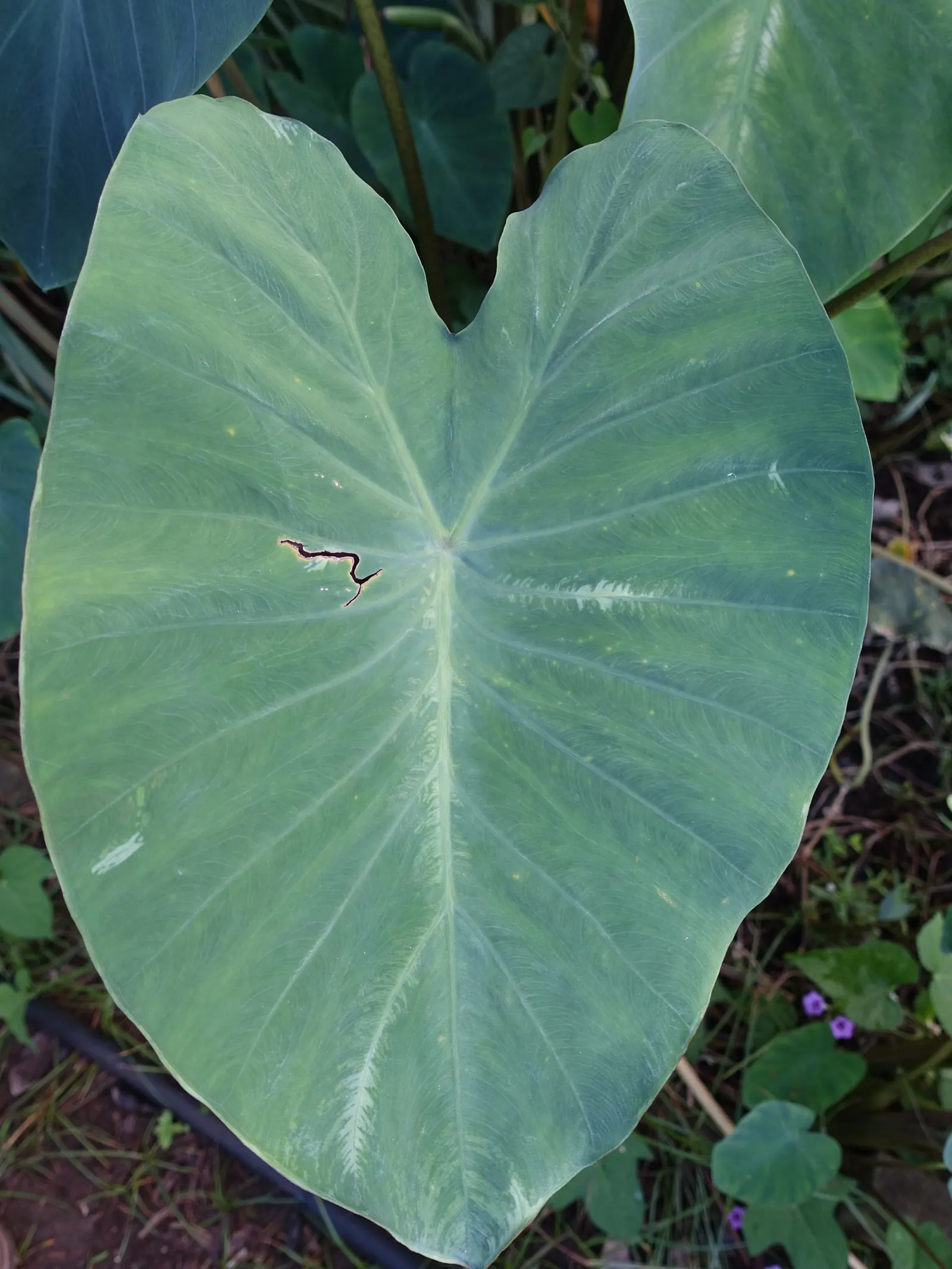 Taro (Colocasia Esculenta) — Taro can reach a mature height of 3 to 6 feet and spreads approximately 2 to 4 feet wide; it is recommended that the, image 36
