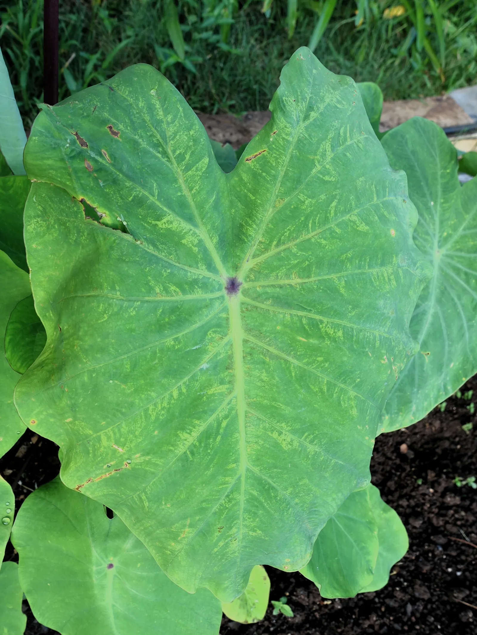 Taro (Colocasia Esculenta) — shrub with green and multi-colored and white blooms; it‚Äôs primarily grown for its ornamental value and edible corms, image 41