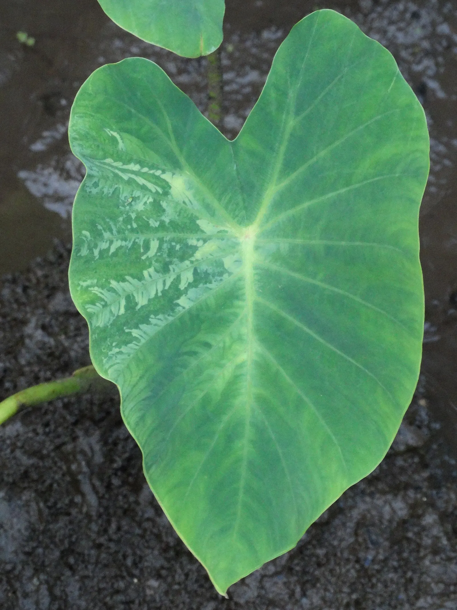 Taro (Colocasia Esculenta) — Part of the Araceae family; it is recommended that the soil be rich in organic matter to support its vigorous growth, image 76