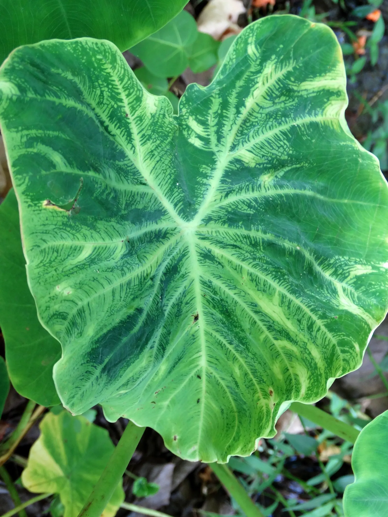 Taro (Colocasia Esculenta) — green and multi-colored and white flowers in the garden; it is recommended that the soil be rich in organic matter to, image 40
