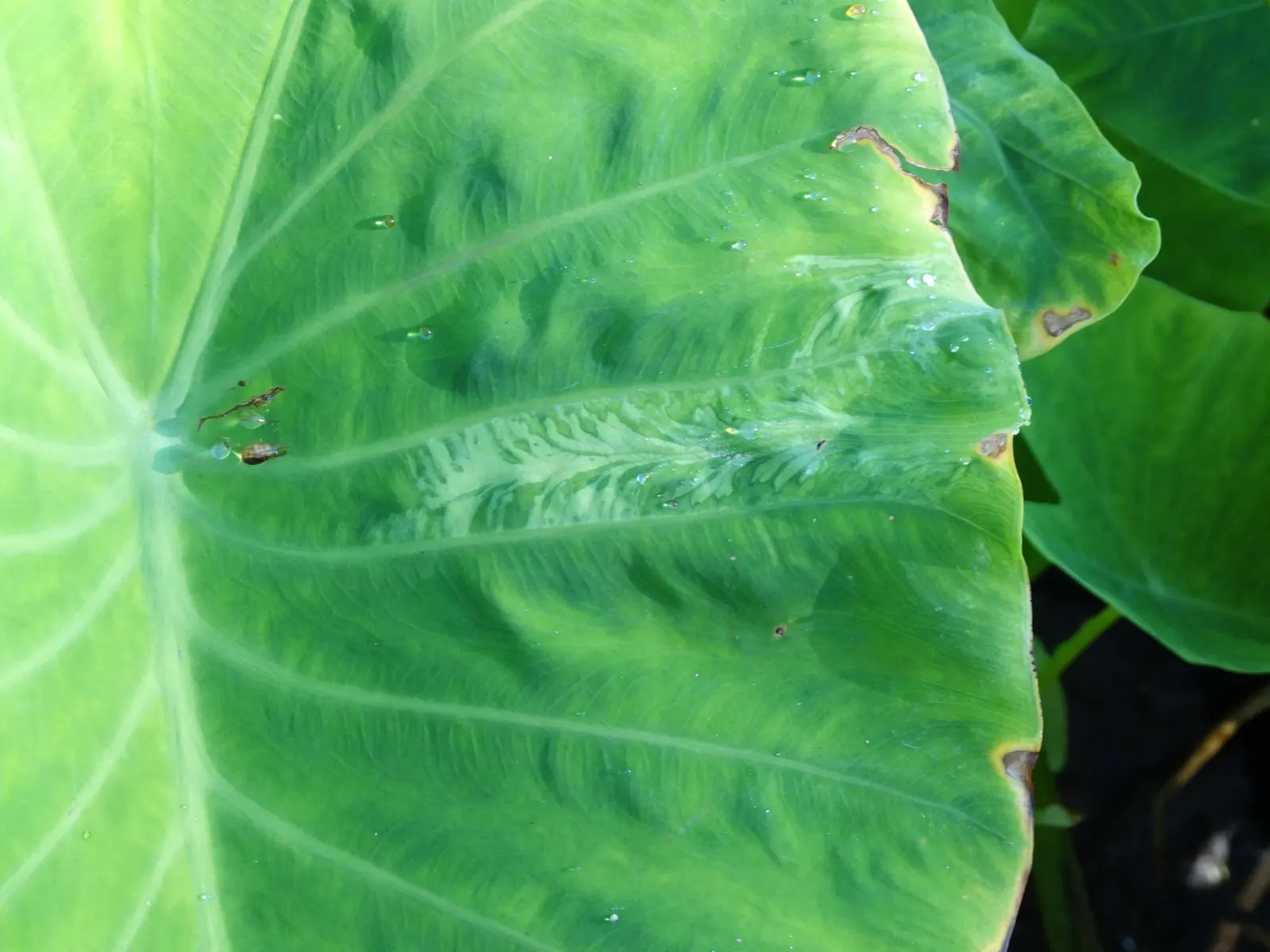 Taro (Colocasia Esculenta) — it is important to consider its size and growth habit