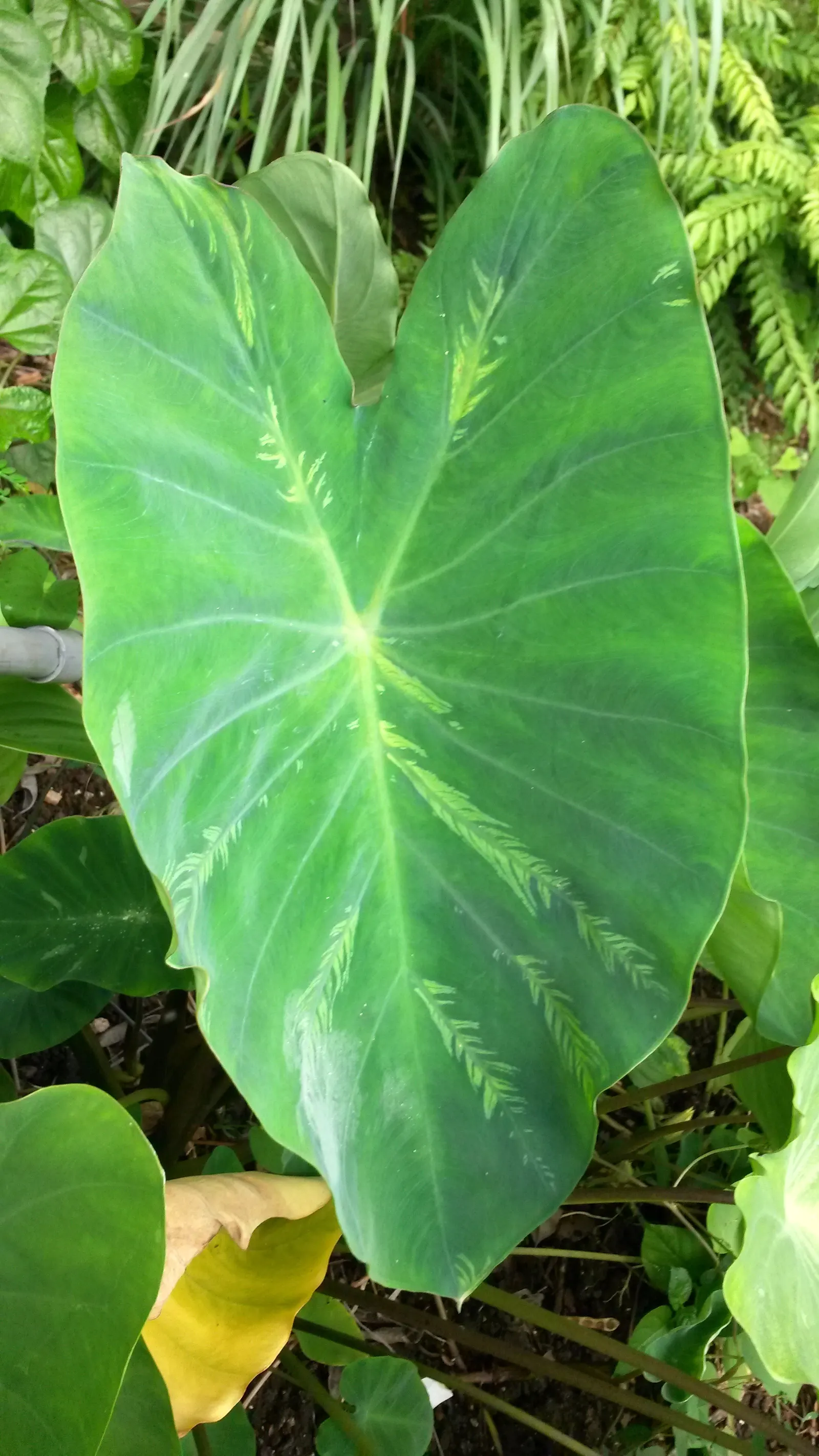 Taro (Colocasia Esculenta) — Taro can reach a mature height of 3 to 6 feet and spreads approximately 2 to 4 feet wide