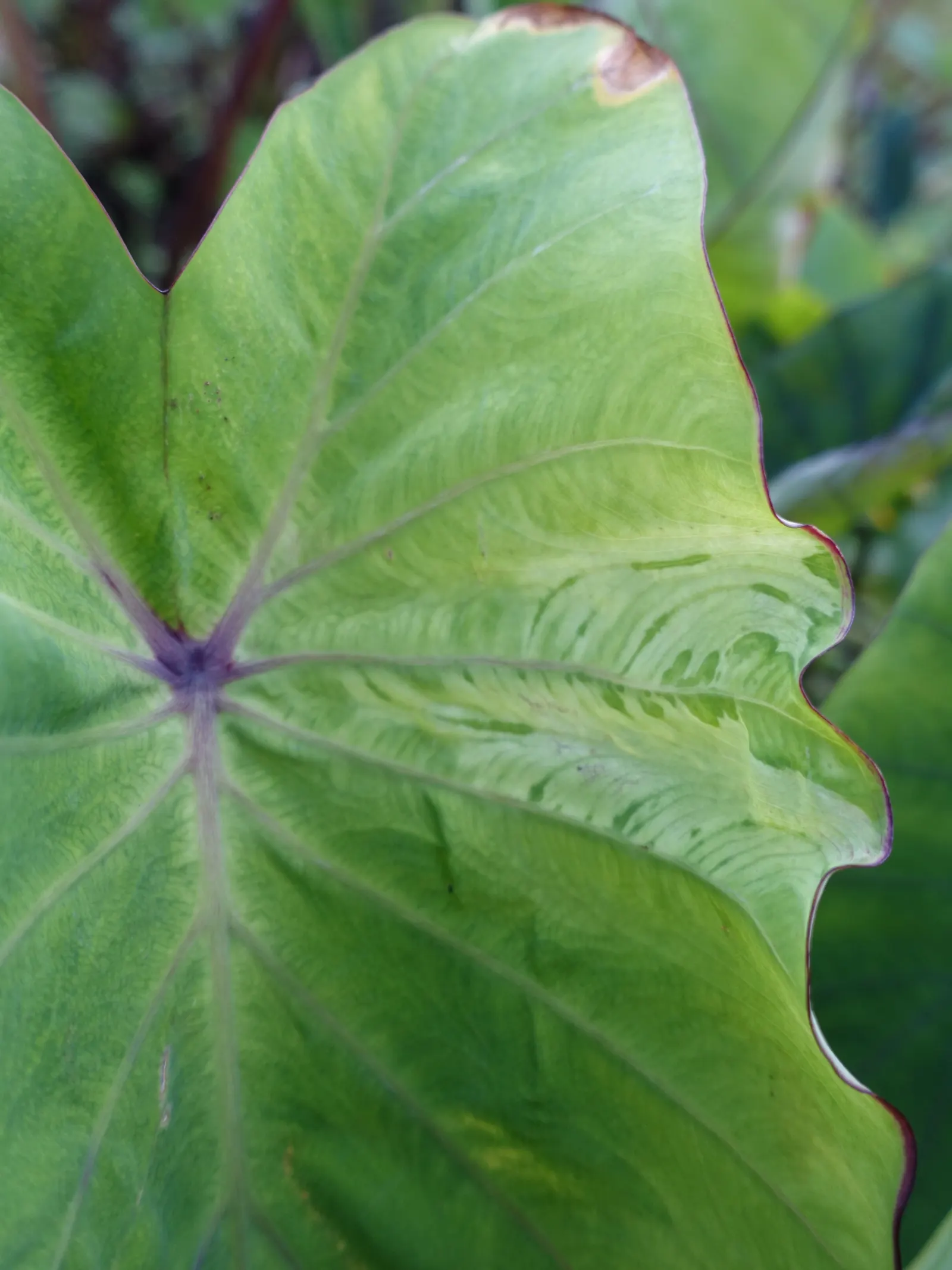 Taro (Colocasia Esculenta) — which can grow up to 2 feet in length and sport a lush green hue; it‚Äôs primarily grown for its ornamental value and, image 47