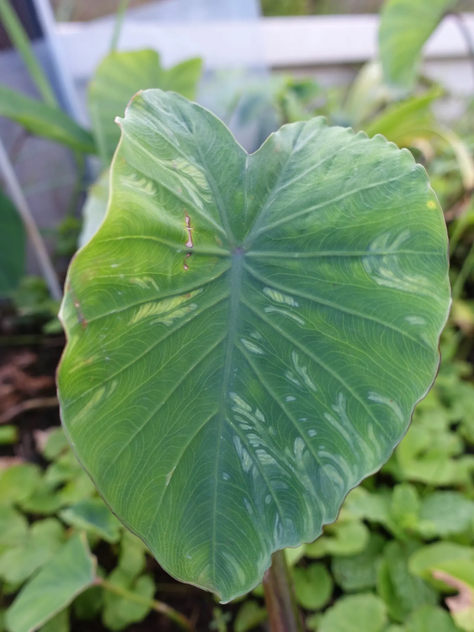 Taro (Colocasia Esculenta) — heart-shaped leaves which can grow up to 2 feet long; it‚Äôs primarily grown for its ornamental value and edible, image 29