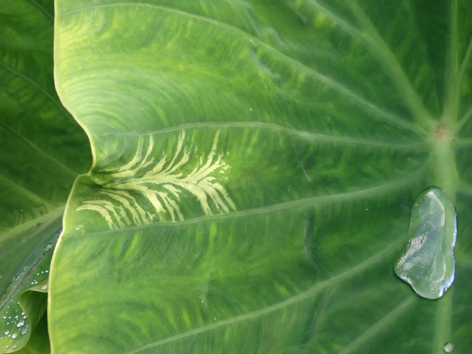 Taro (Colocasia Esculenta) — green and multi-colored and white flowers in the garden; it is recommended that the soil be rich in organic matter to, image 54