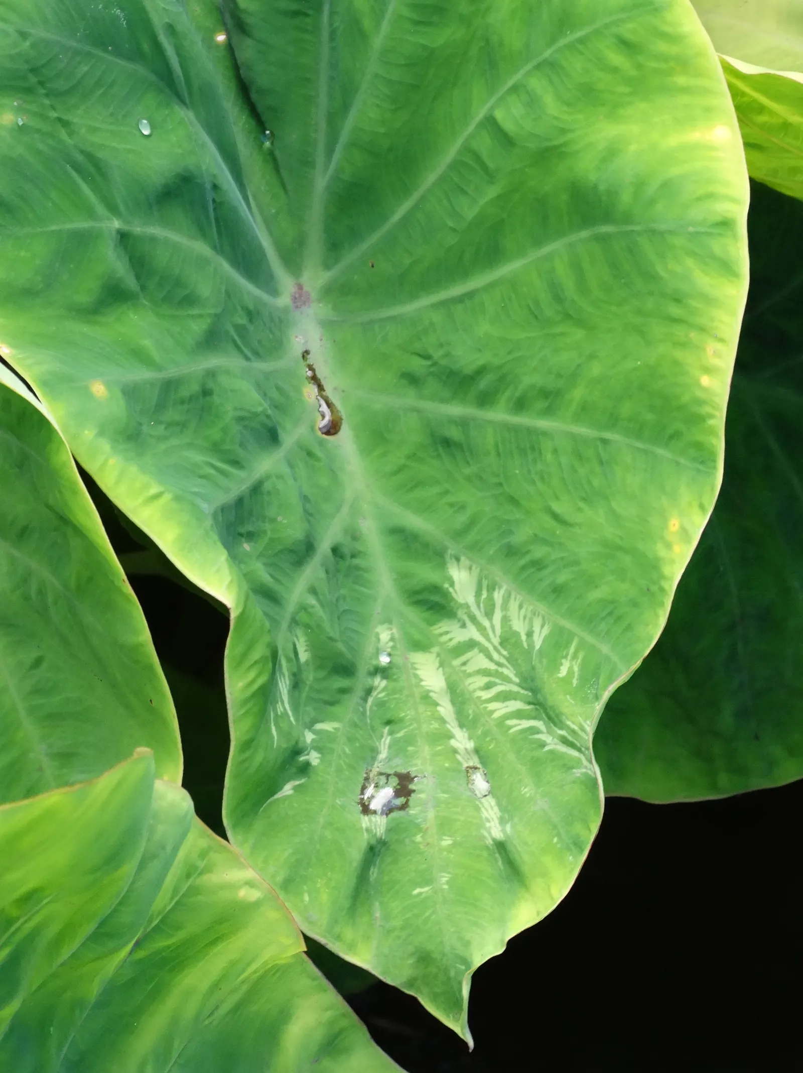 Taro (Colocasia Esculenta) — Taro can reach a mature height of 3 to 6 feet and spreads approximately 2 to 4 feet wide; it is recommended that the soil be rich