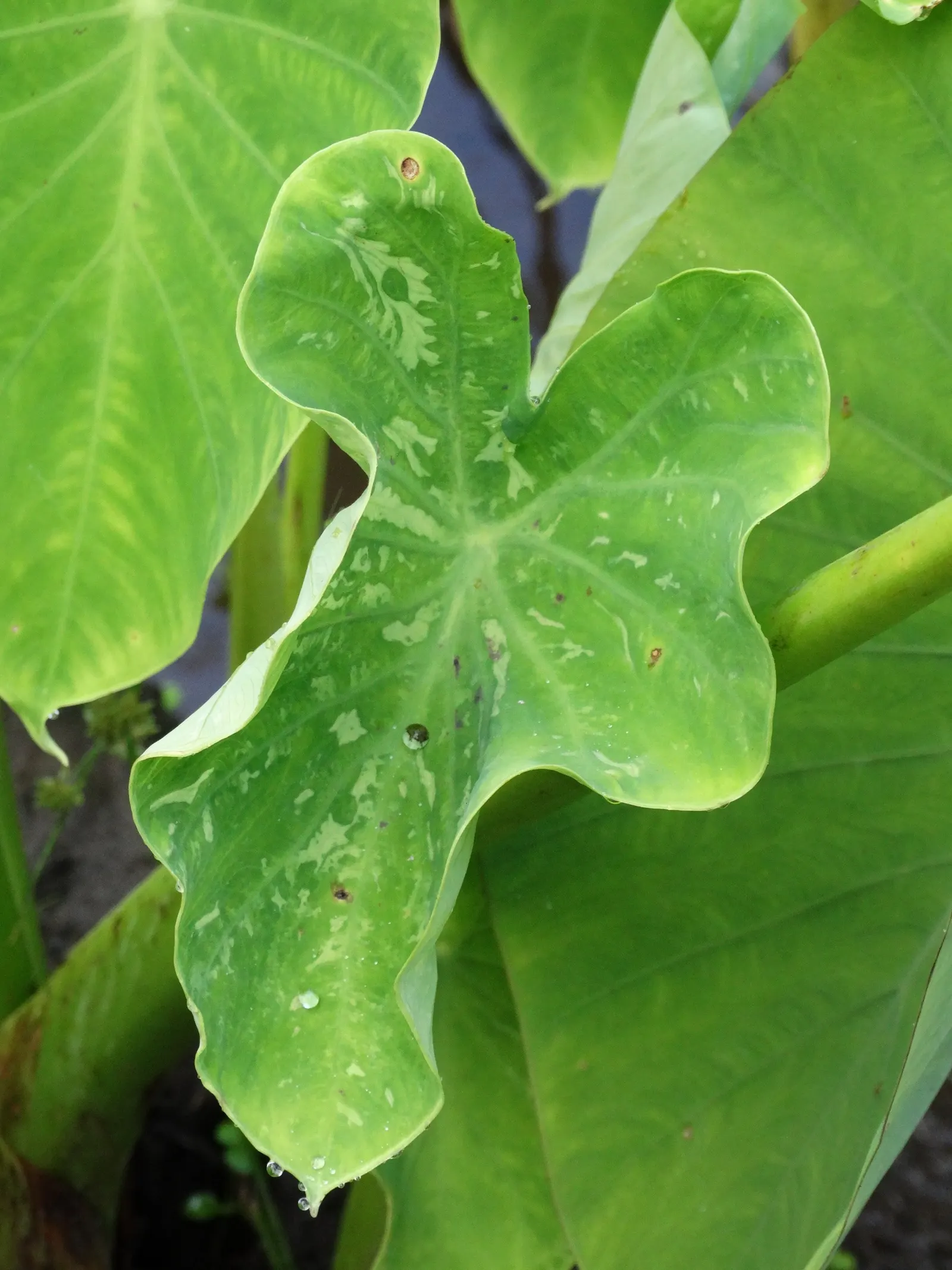 Taro (Colocasia Esculenta) — heart-shaped leaves which can grow up to 2 feet long; it‚Äôs primarily grown for its ornamental value and edible corms, a staple
