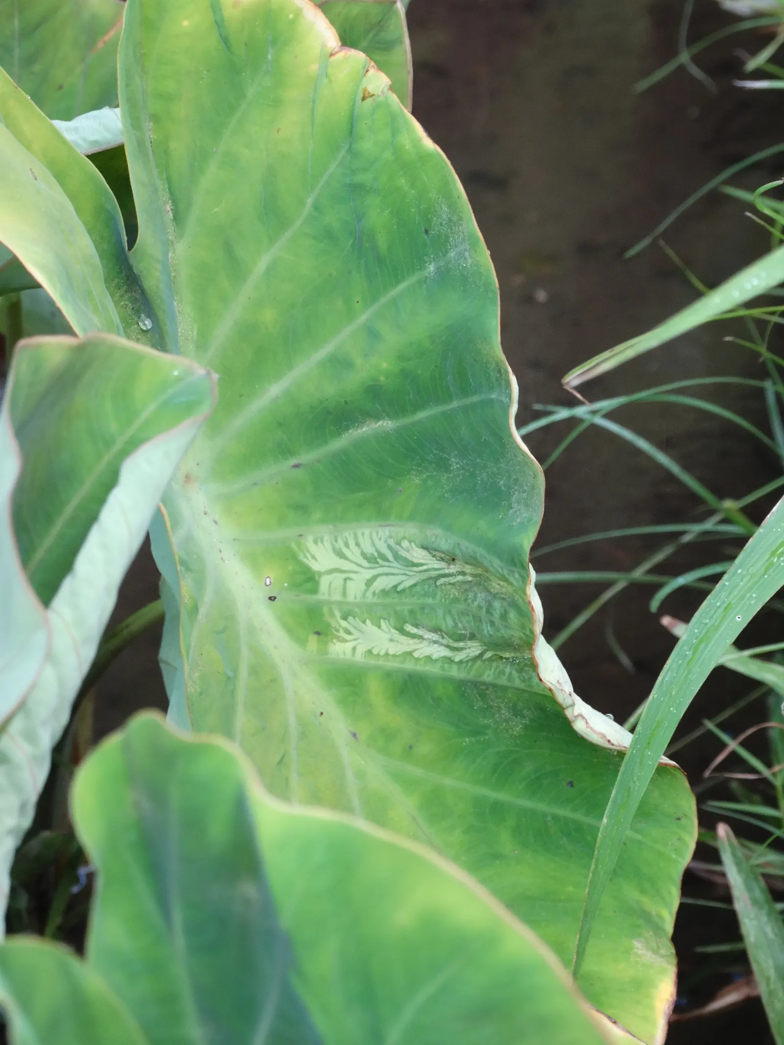 Taro (Colocasia Esculenta) — Taro can reach a mature height of 3 to 6 feet and spreads approximately 2 to 4 feet wide; it is recommended that the, image 92