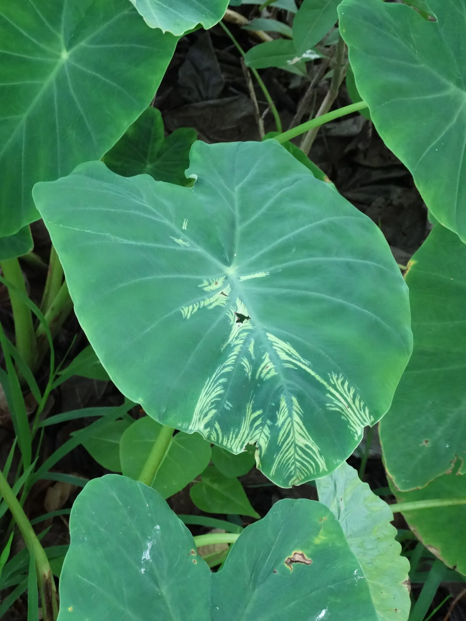 Taro (Colocasia Esculenta) — which can grow up to 2 feet in length and sport a lush green hue; it‚Äôs primarily grown for its ornamental value and edible