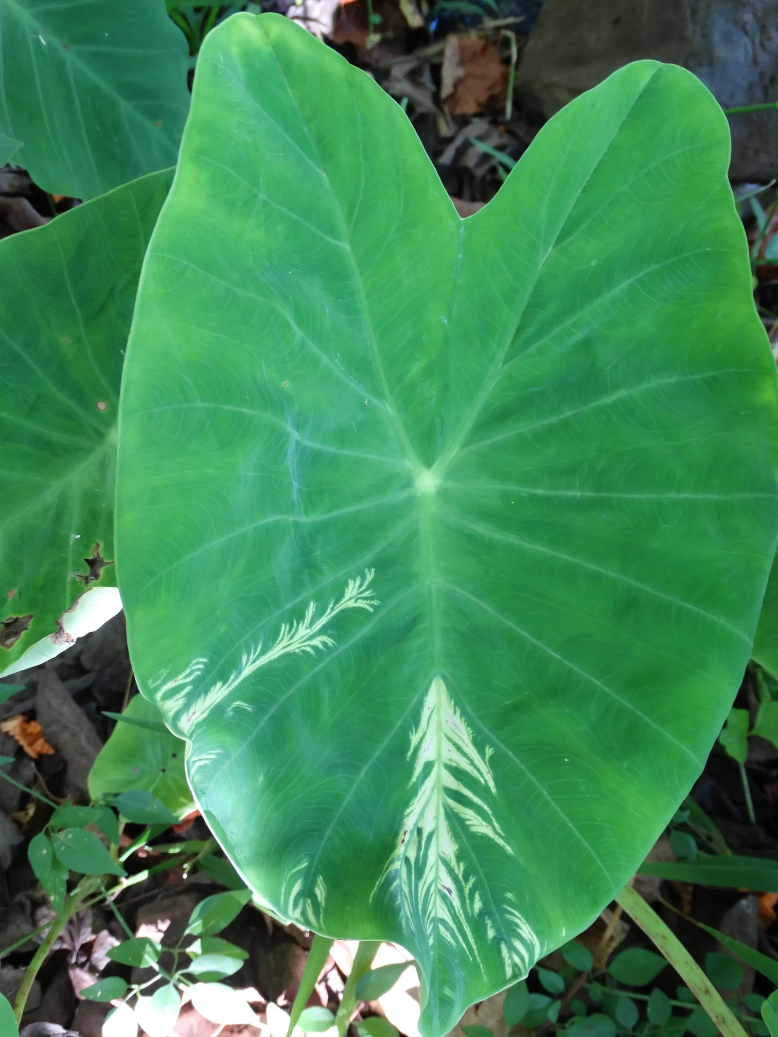 Taro (Colocasia Esculenta) — Taro can reach a mature height of 3 to 6 feet and spreads approximately 2 to 4 feet wide; it is recommended that the, image 120