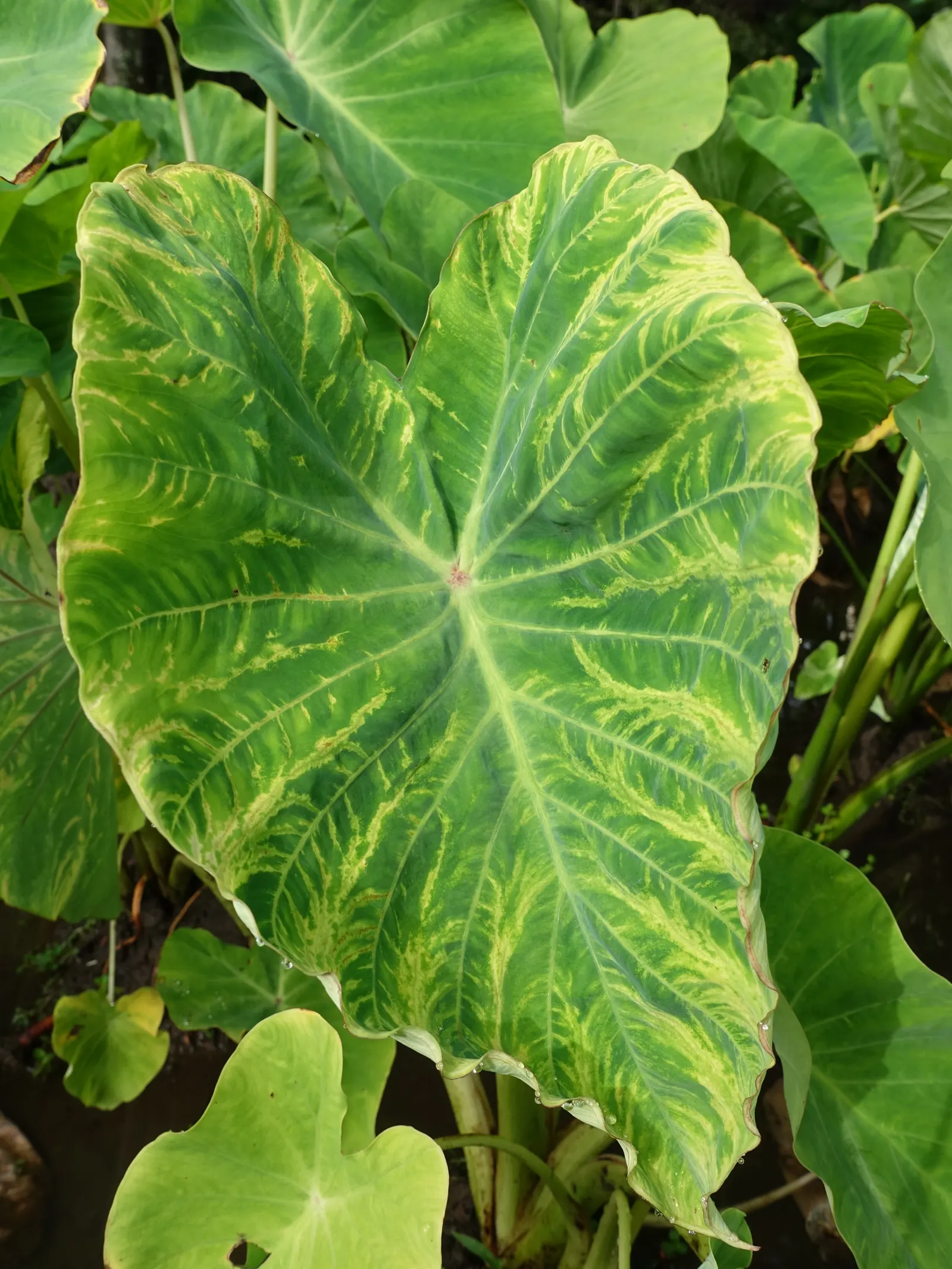 Taro (Colocasia Esculenta) — It‚Äôs primarily grown for its ornamental value and edible corms, a staple in many cuisines; it is recommended that, image 32