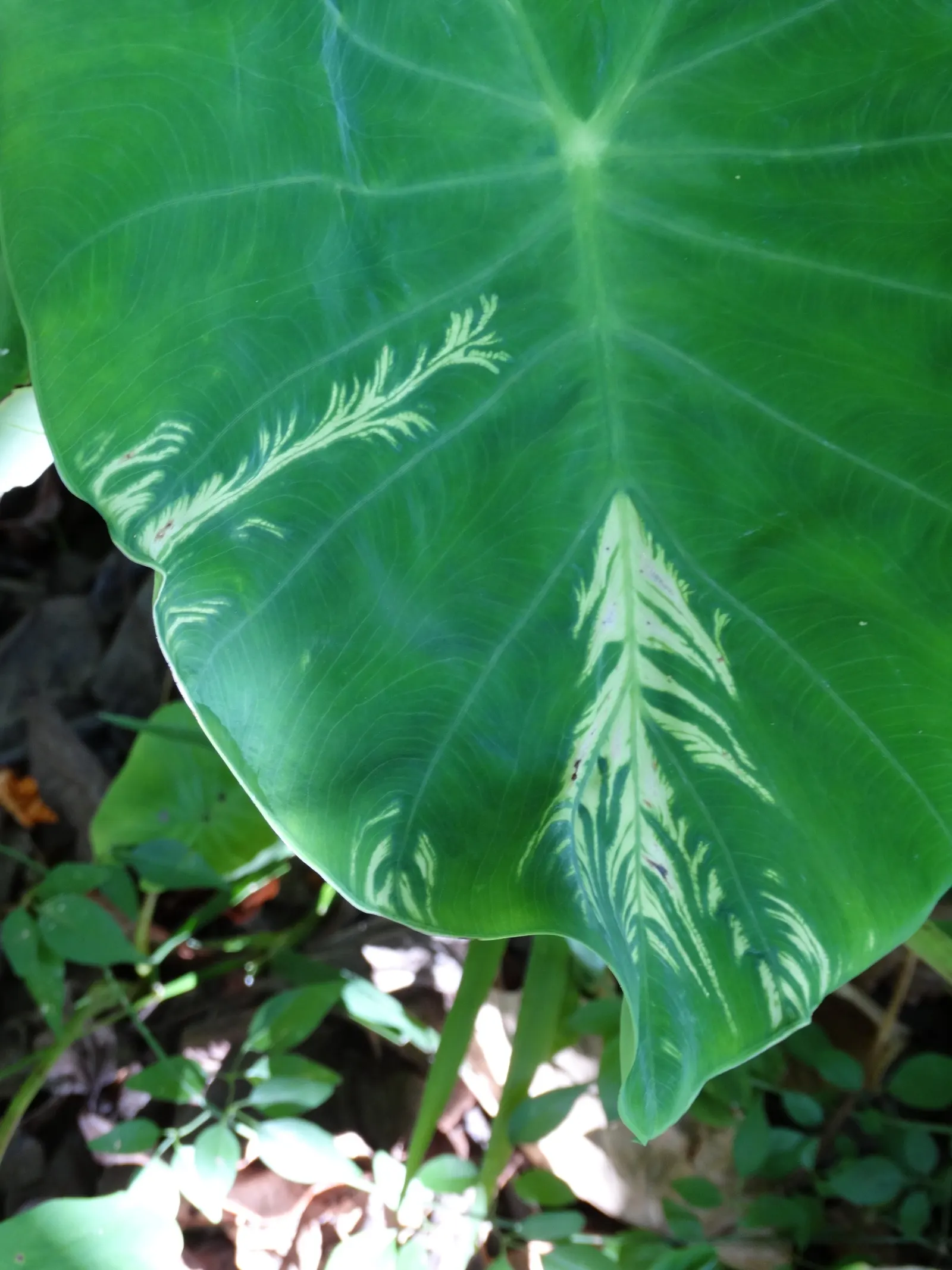 Taro (Colocasia Esculenta) — it is important to consider its size and growth habit; it‚Äôs primarily grown for its ornamental value and edible, image 105