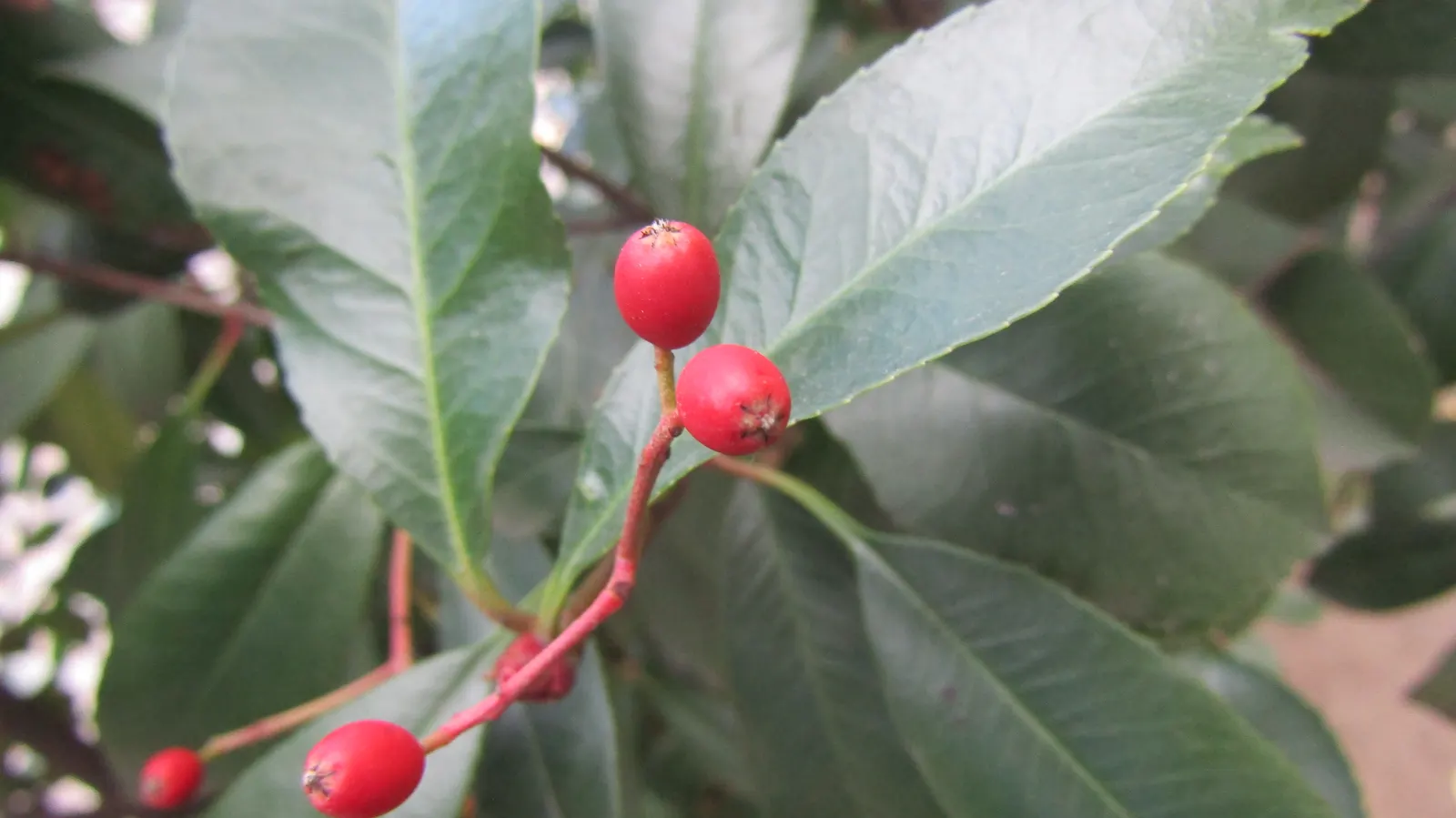 Chinese Photinia (Photinia Serratifolia) — Hardy to USDA zones 7-9, it's a low-maintenance addition to any landscape; exhibit a striking bronze-red, image 49