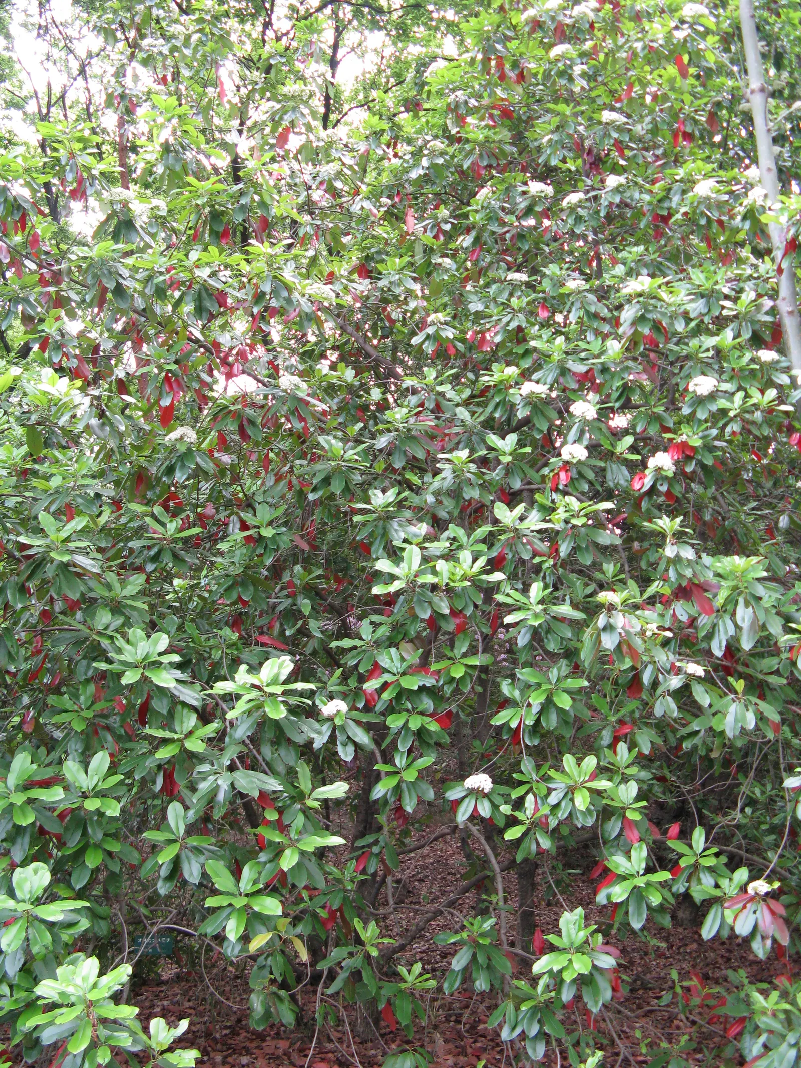 Chinese Photinia (Photinia Serratifolia) — broadleaf evergreen / shrub / tree for full or half