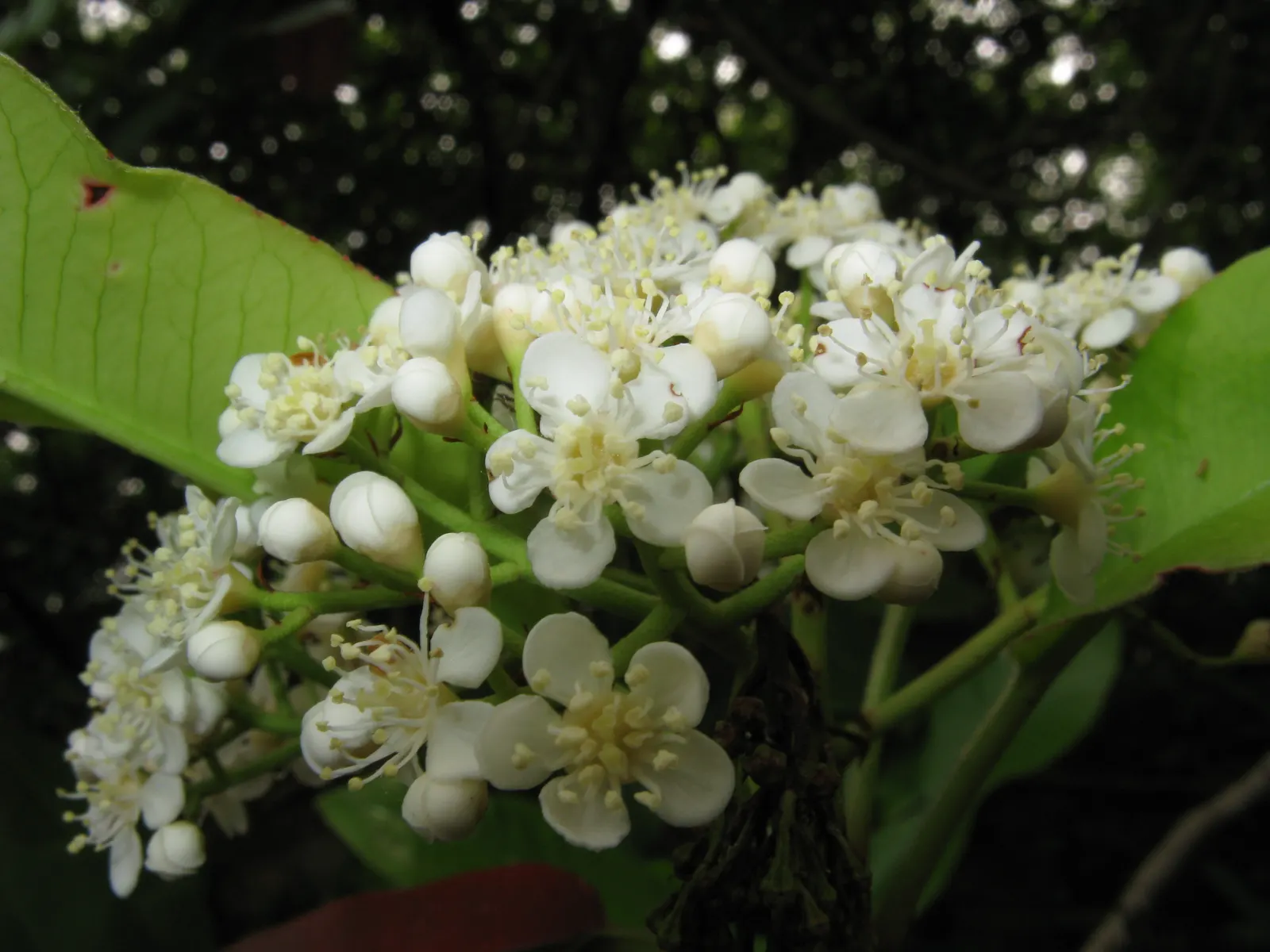 Chinese Photinia (Photinia Serratifolia) — Following the flowering period